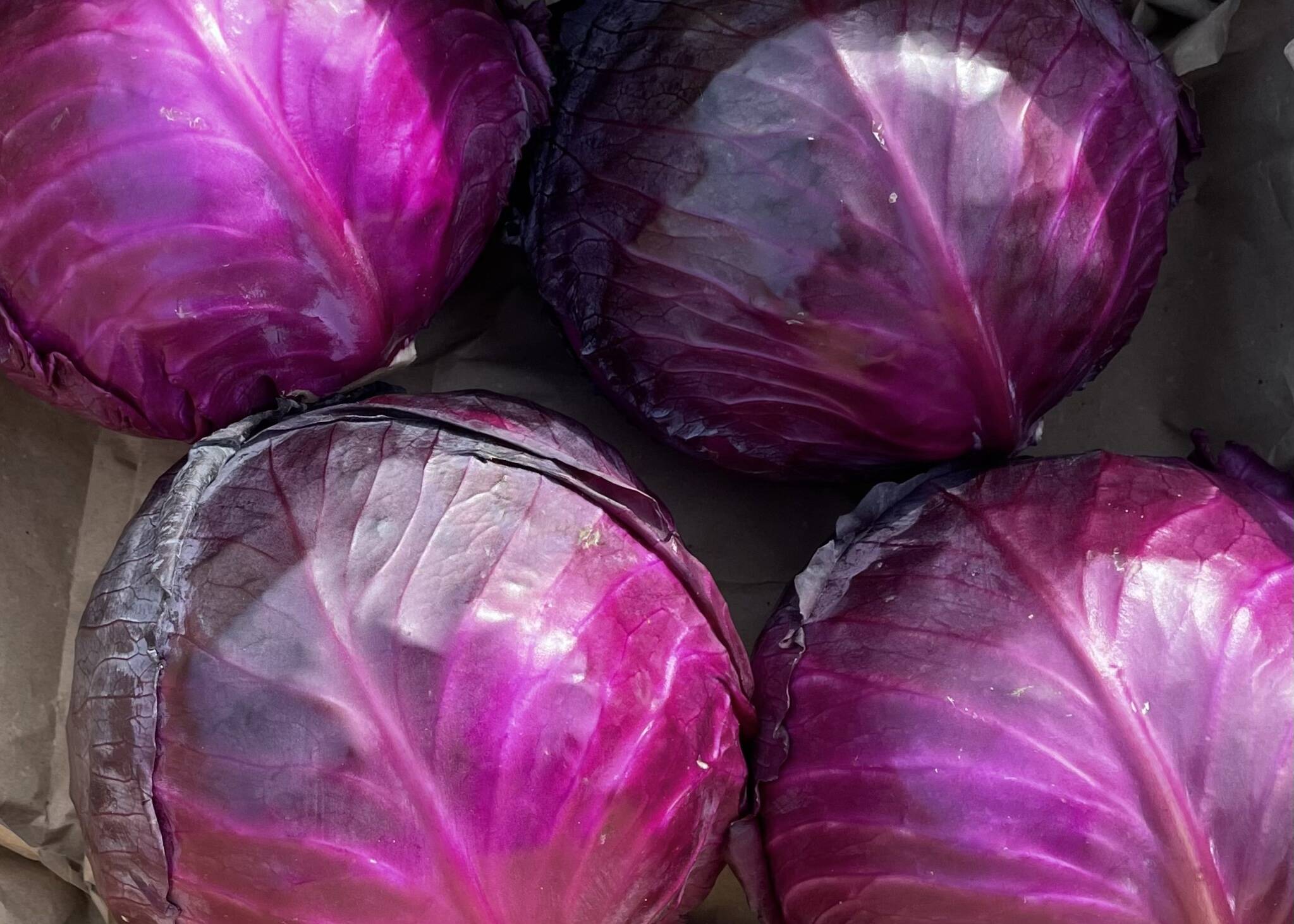 色にうっとり🌙オーガニック ムラサキキャベツ 5kg Organic Purple