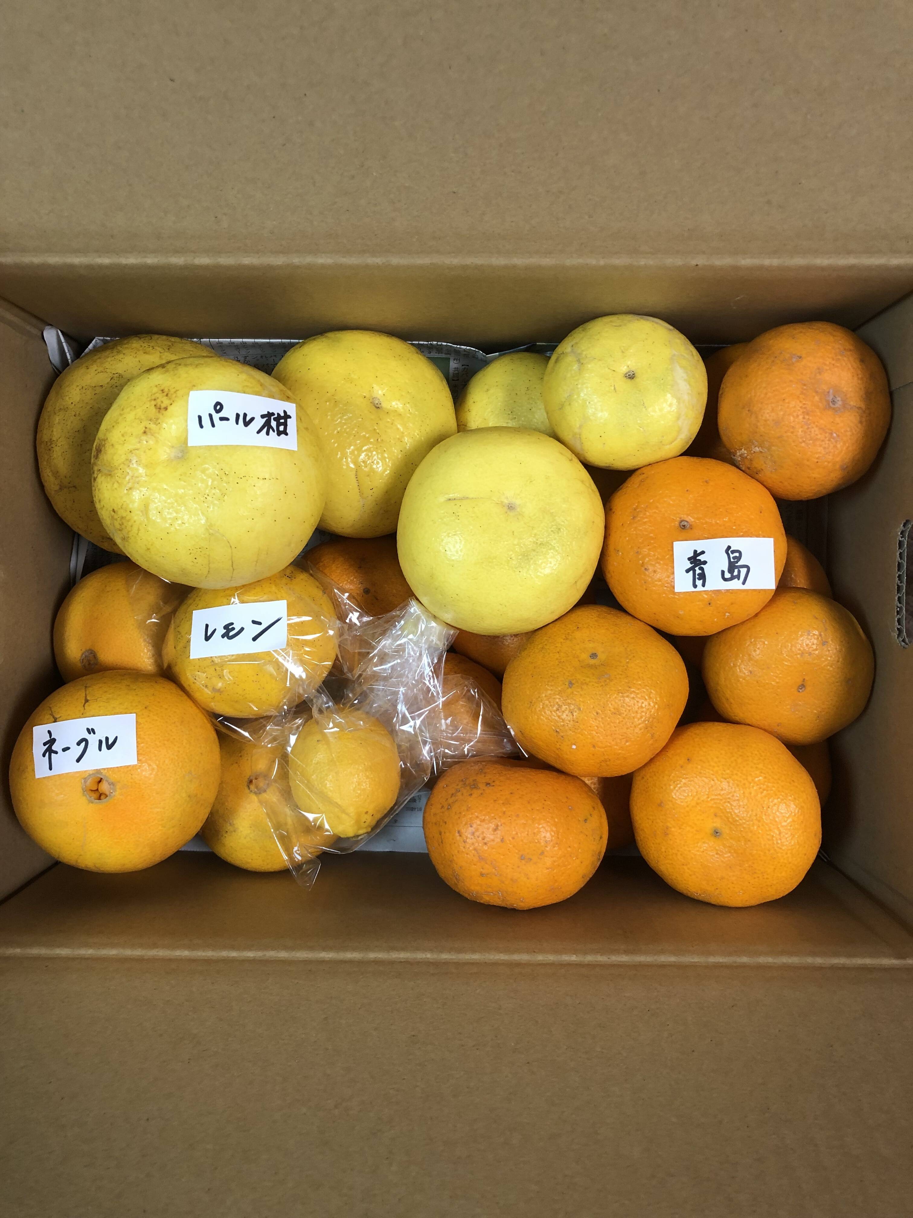 パール柑 熊本産 訳あり 20kg ［10kg×2箱］ 送料無料 九州 熊本