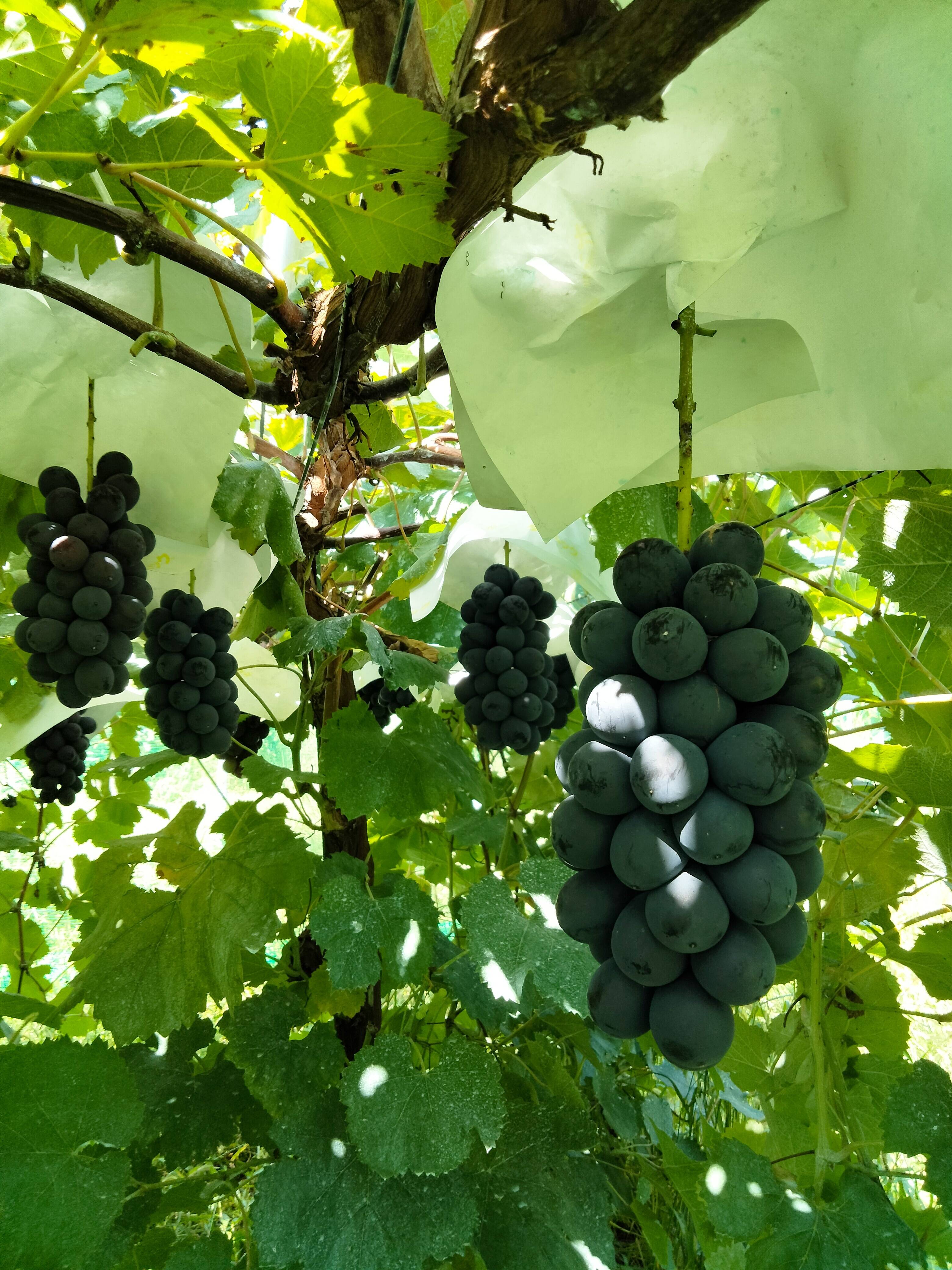 オススメ品種】ブドウの本場山梨県産 BKシードレス 種なしでまったりと