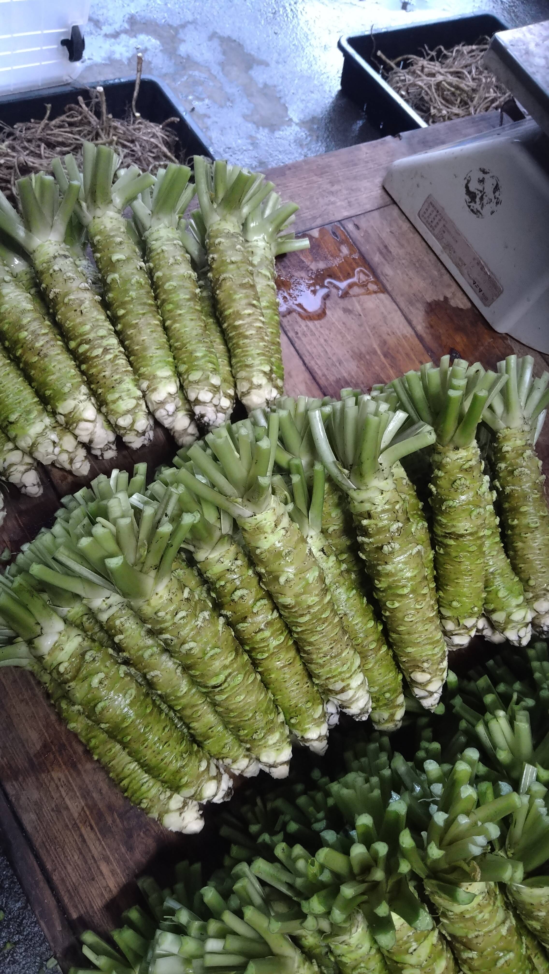 本物の味“ 静岡 梅ヶ島 『わさび』3本 （1本 100g前後サイズ）：静岡県