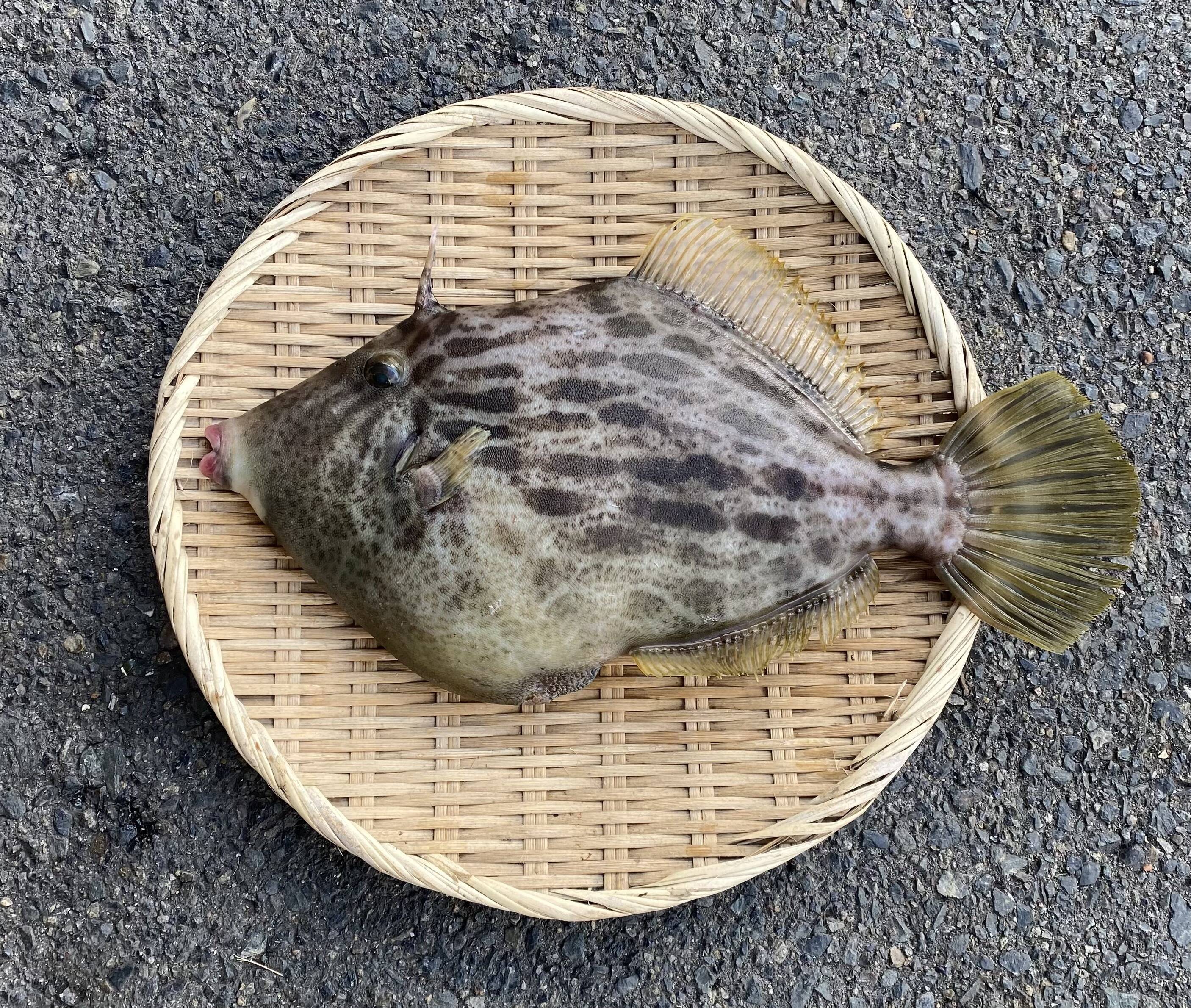 江田島産】カワハギ1匹800g前後：広島県産のカワハギ｜食べチョク｜産地直送(産直)お取り寄せ通販 - 農家・漁師から旬の食材を直送