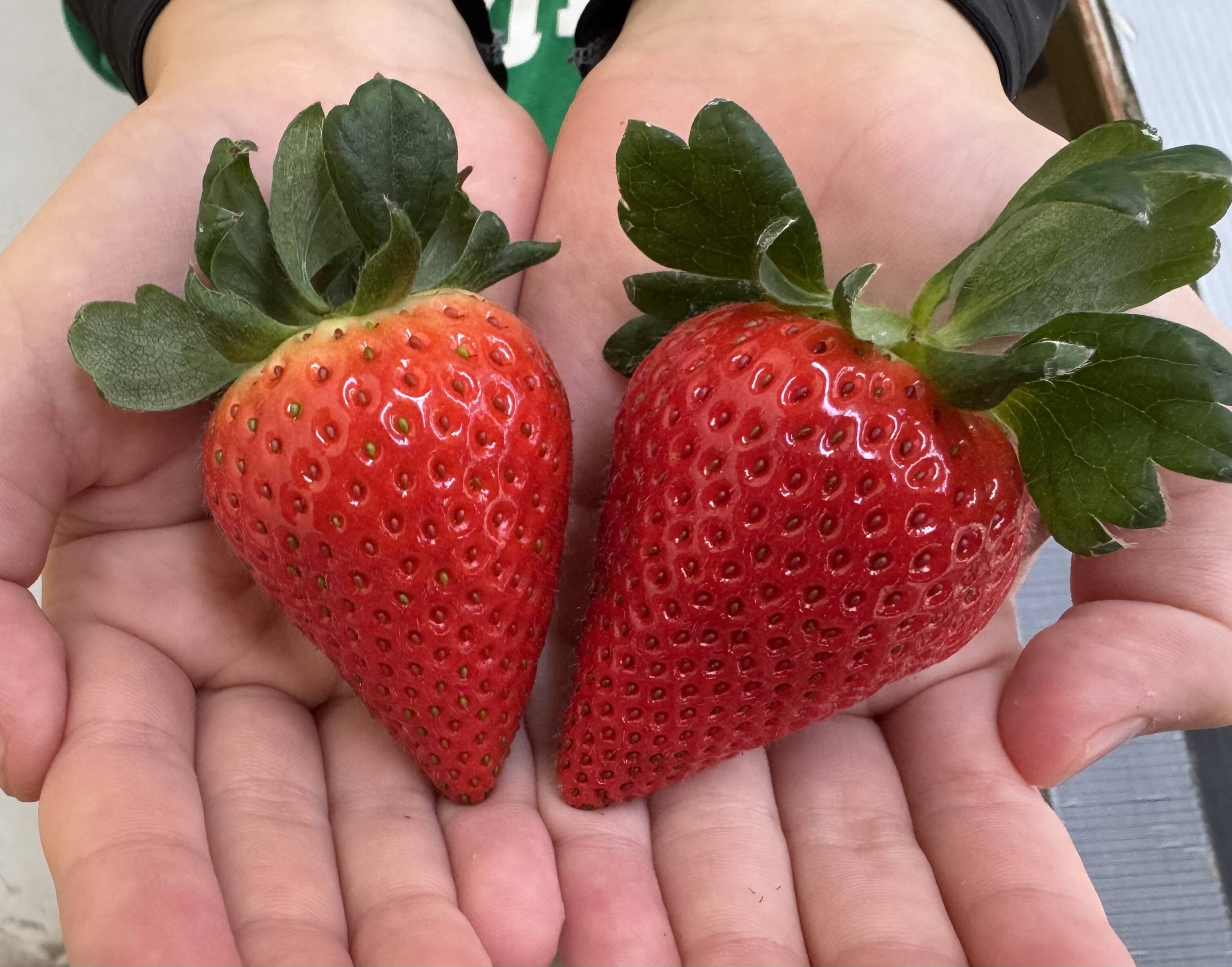 三重県鈴鹿産イチゴ【うた乃2パック×よつぼし2パック】食べ比べセット1