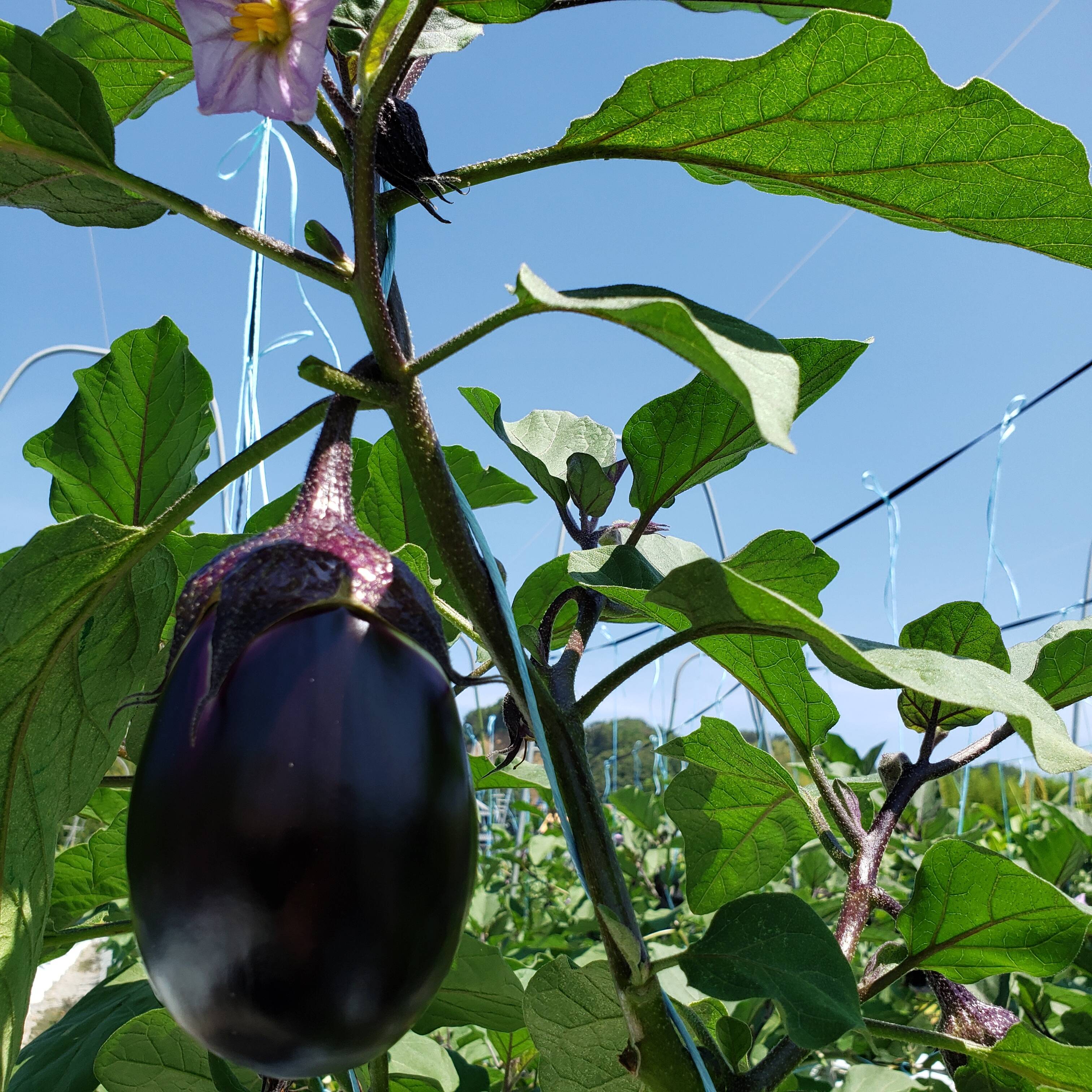 今の時期だけ！！泉州産水なす【わけあり】：大阪府産の水なす｜食べ