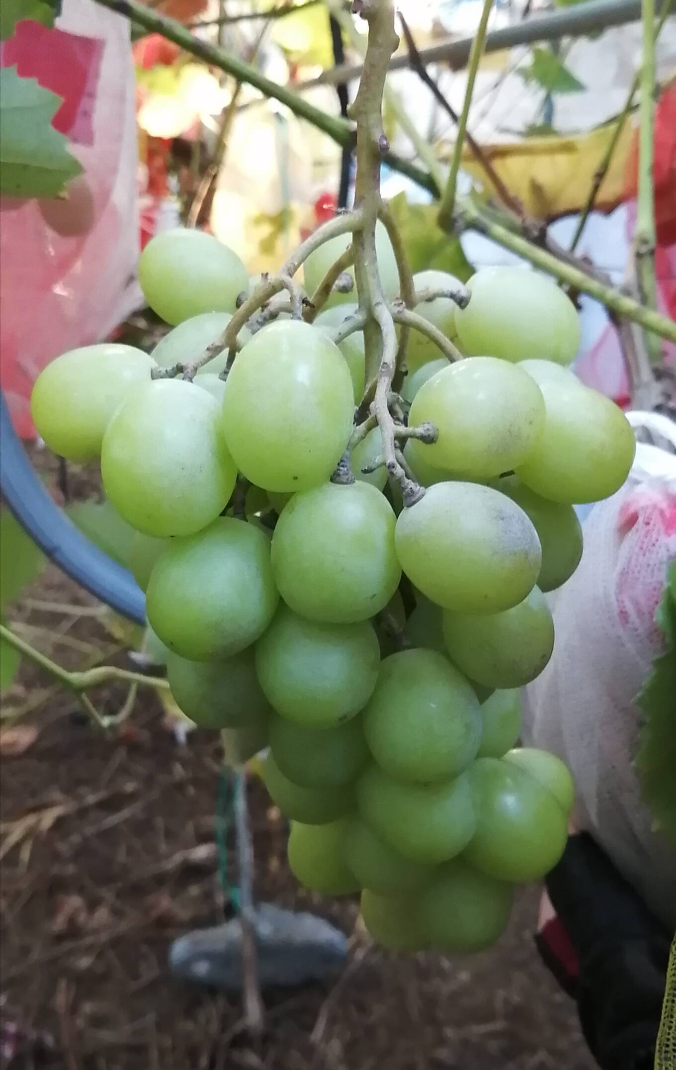 農薬不使用！甘いぶどう「シャインマスカット」1kg：静岡県産の