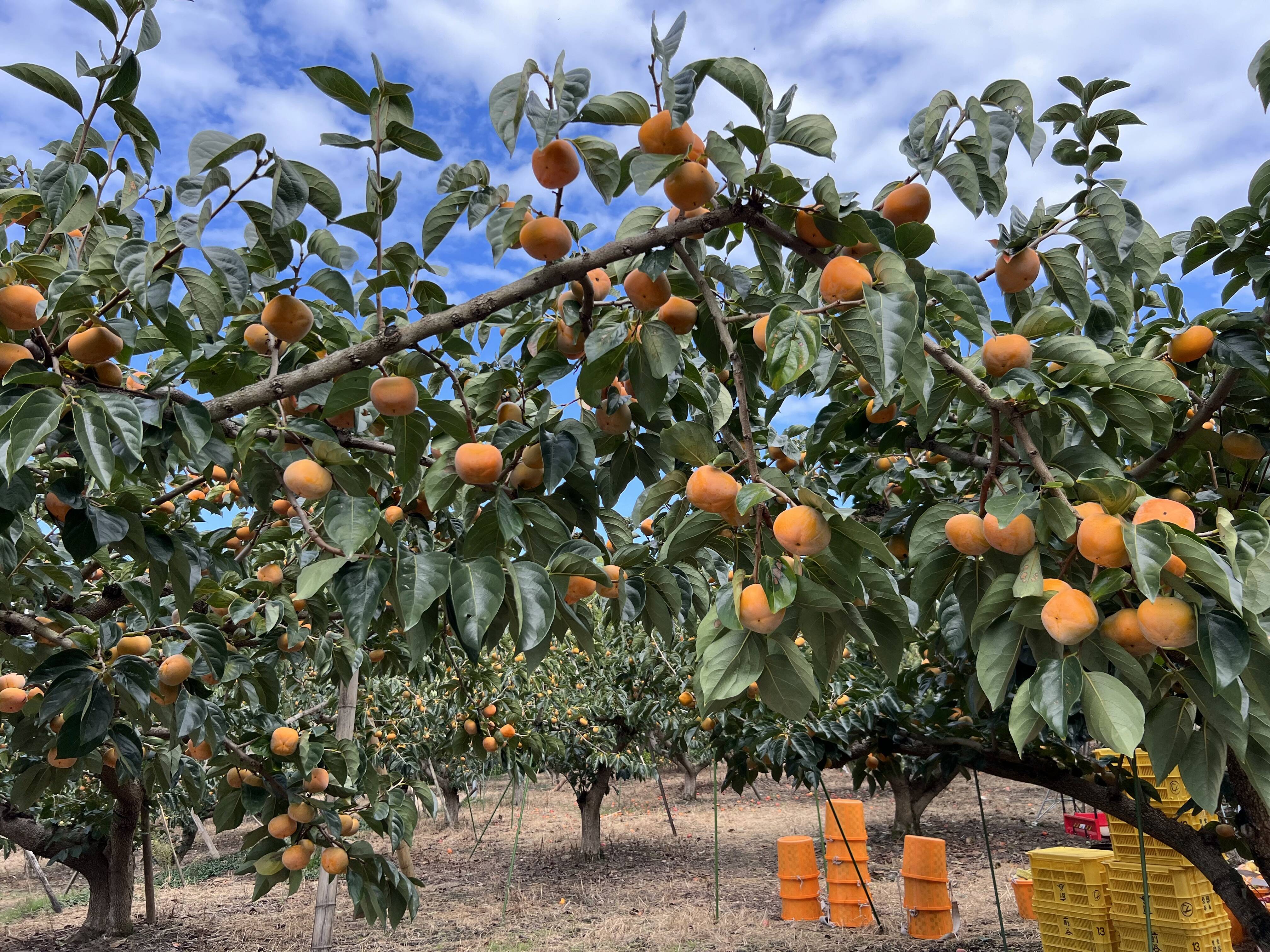 旬の味 家庭用たねなし柿 正味7.5kg （30〜35個入）：和歌山県産の平核
