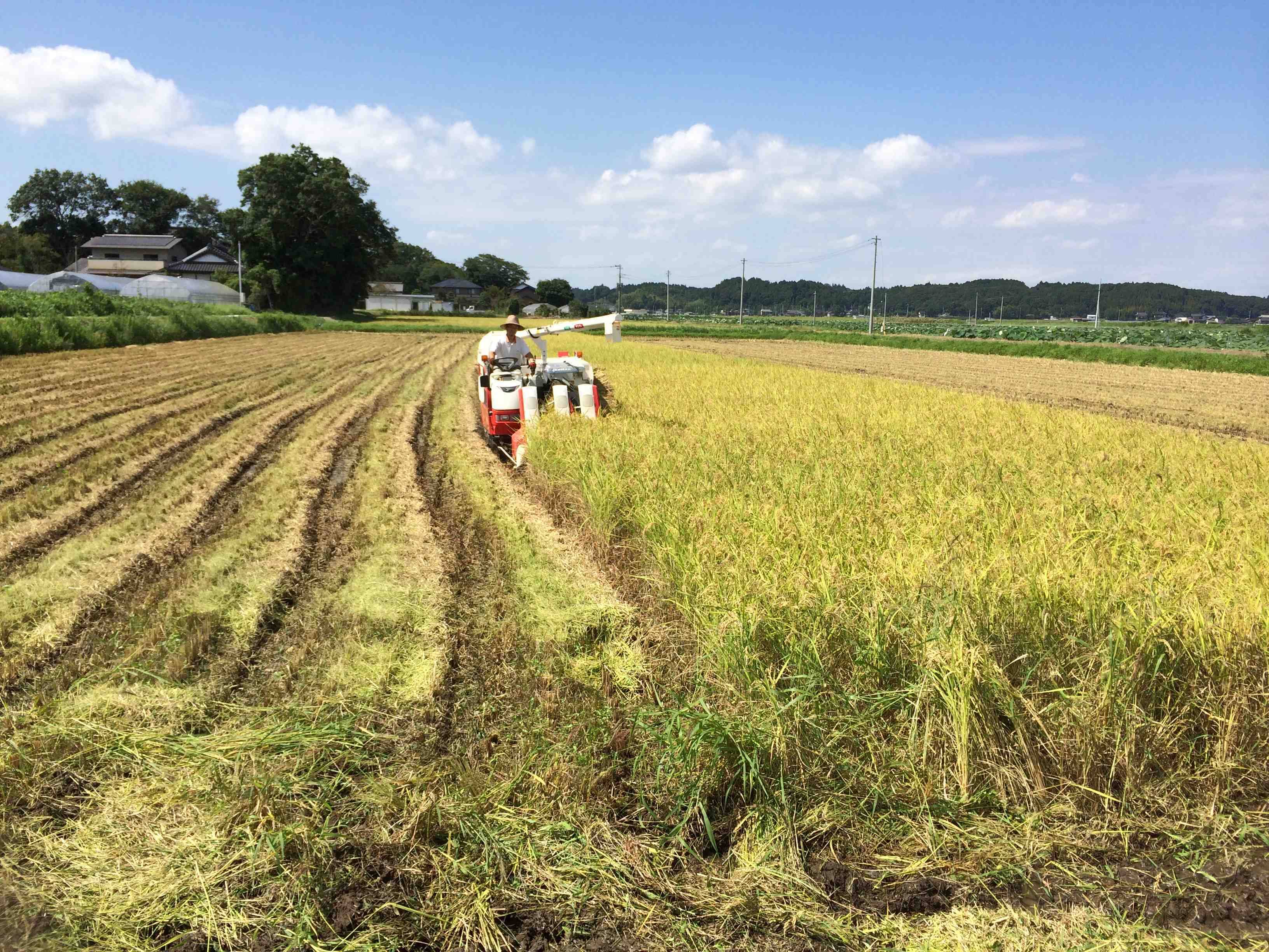 味覚の秋、はじめました - 茨城県かすみがうら市を味わうフェア