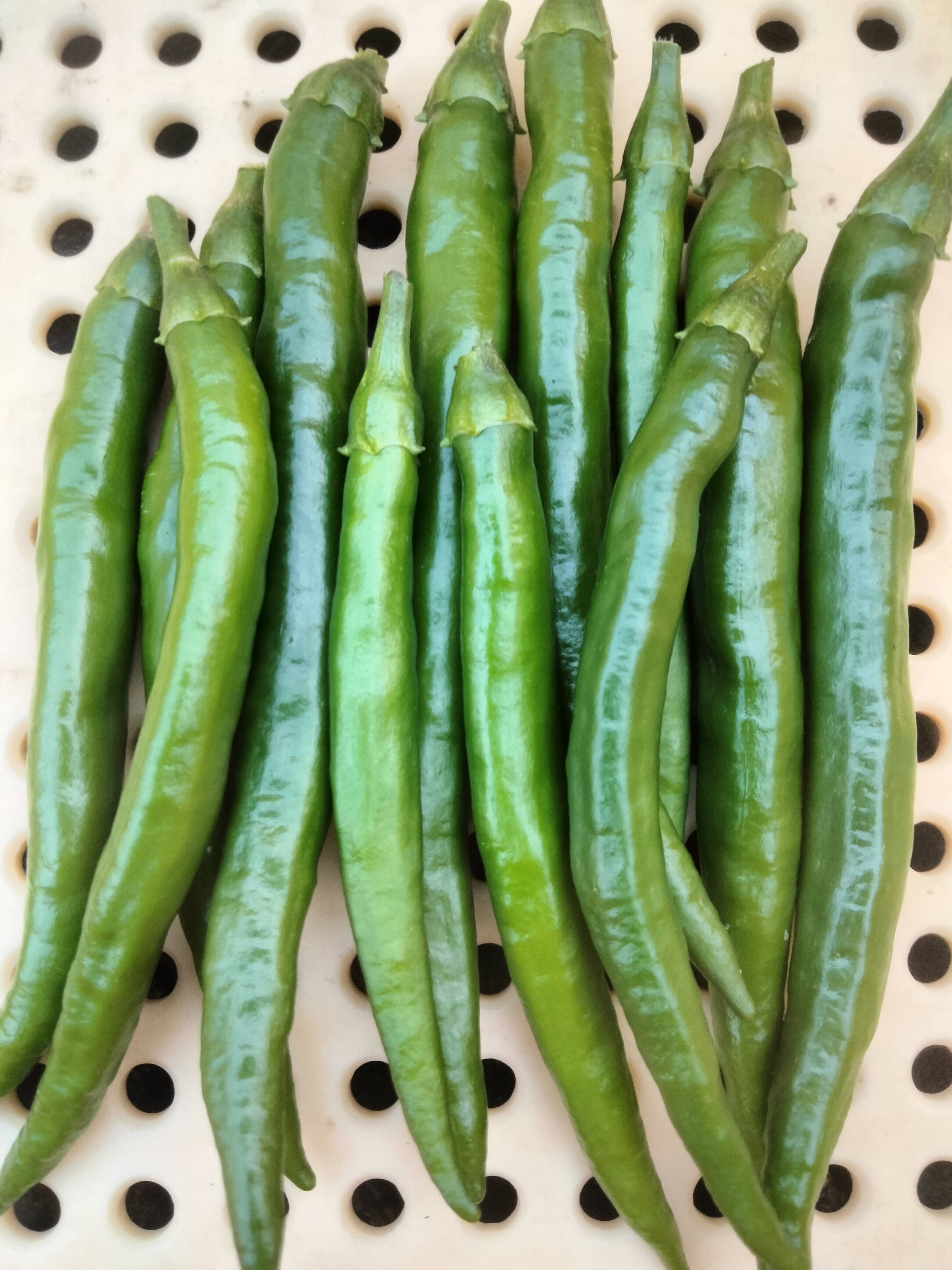 長崎県産！青唐辛子！ホットパラソル300g：長崎県産のホットパラソル