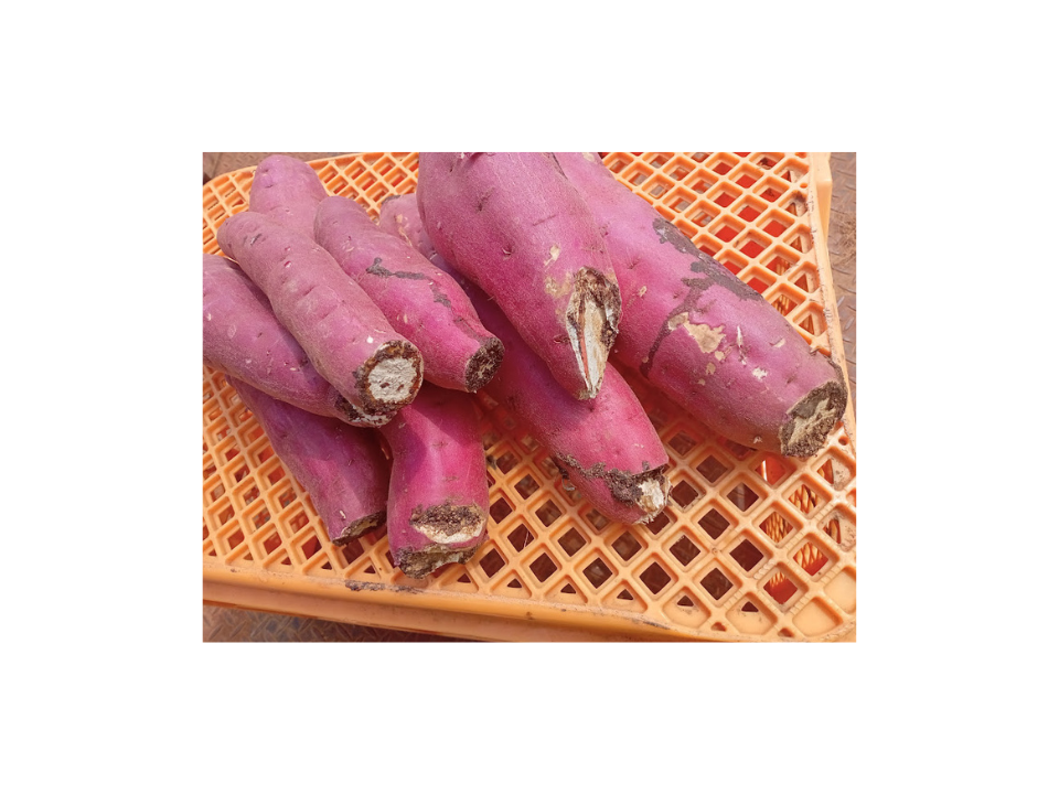 超お得!食品ロス削減応援・訳あり紅はるか6キロ以上!目一杯詰めます 超お得!食品ロス削減応援・訳あり紅はるか6キロ以上!目一杯詰めます