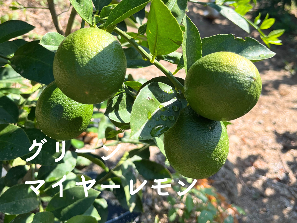 グリーンマイヤーレモン 国産レモン 瀬戸内産 2㎏：愛媛県産のみかん