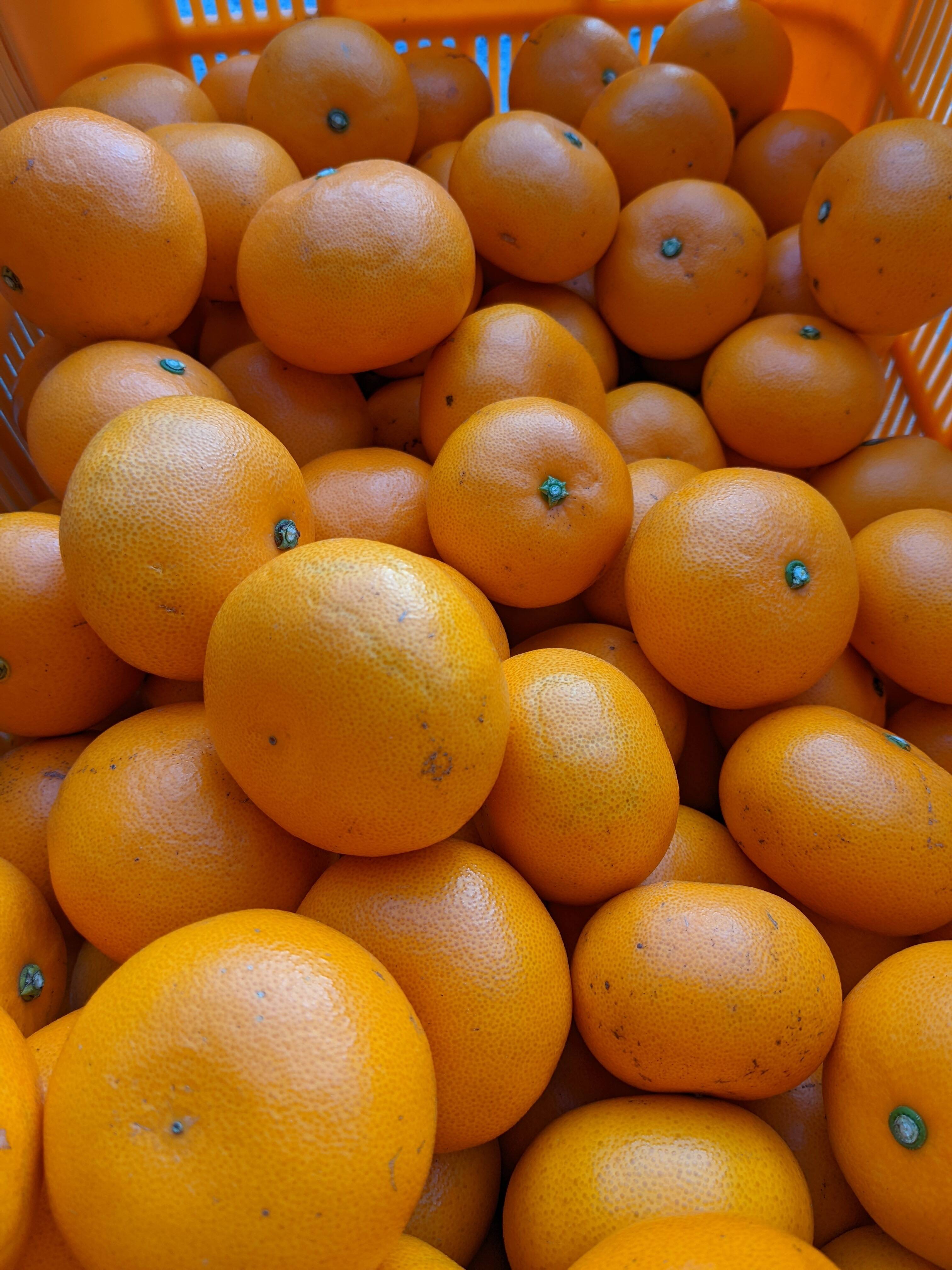 ほなが農園が作ったせとか5kg(家庭用)：愛媛県産のみかん・柑橘類