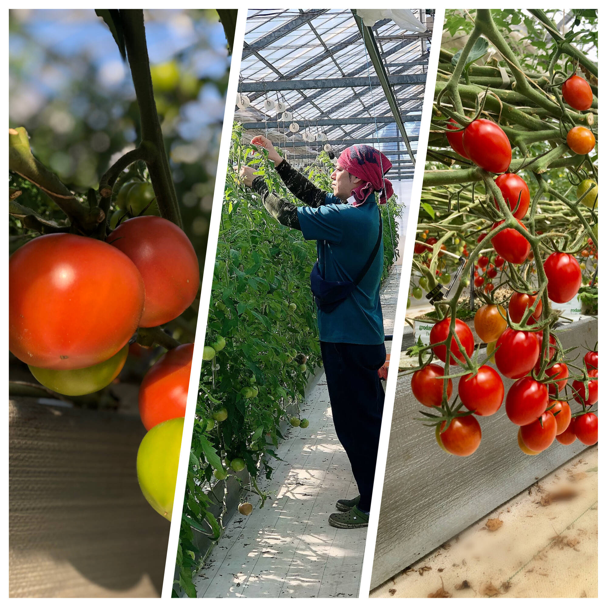 むらよしふぁーむへのレビュー・商品：栃木県｜食べチョク｜産地直送