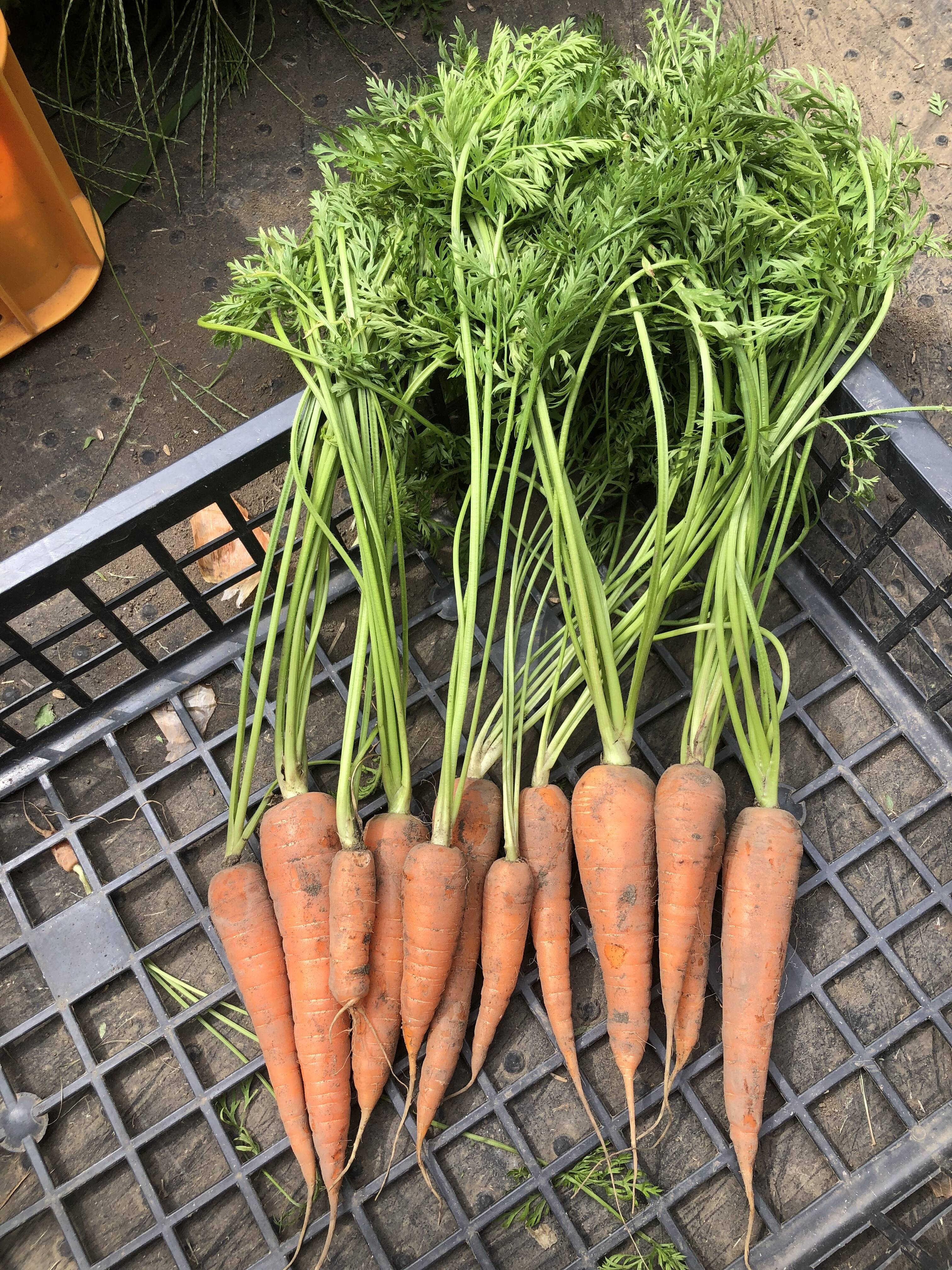 間引き人参 農薬化学肥料不使用：千葉県産の野菜｜食べチョク｜産地