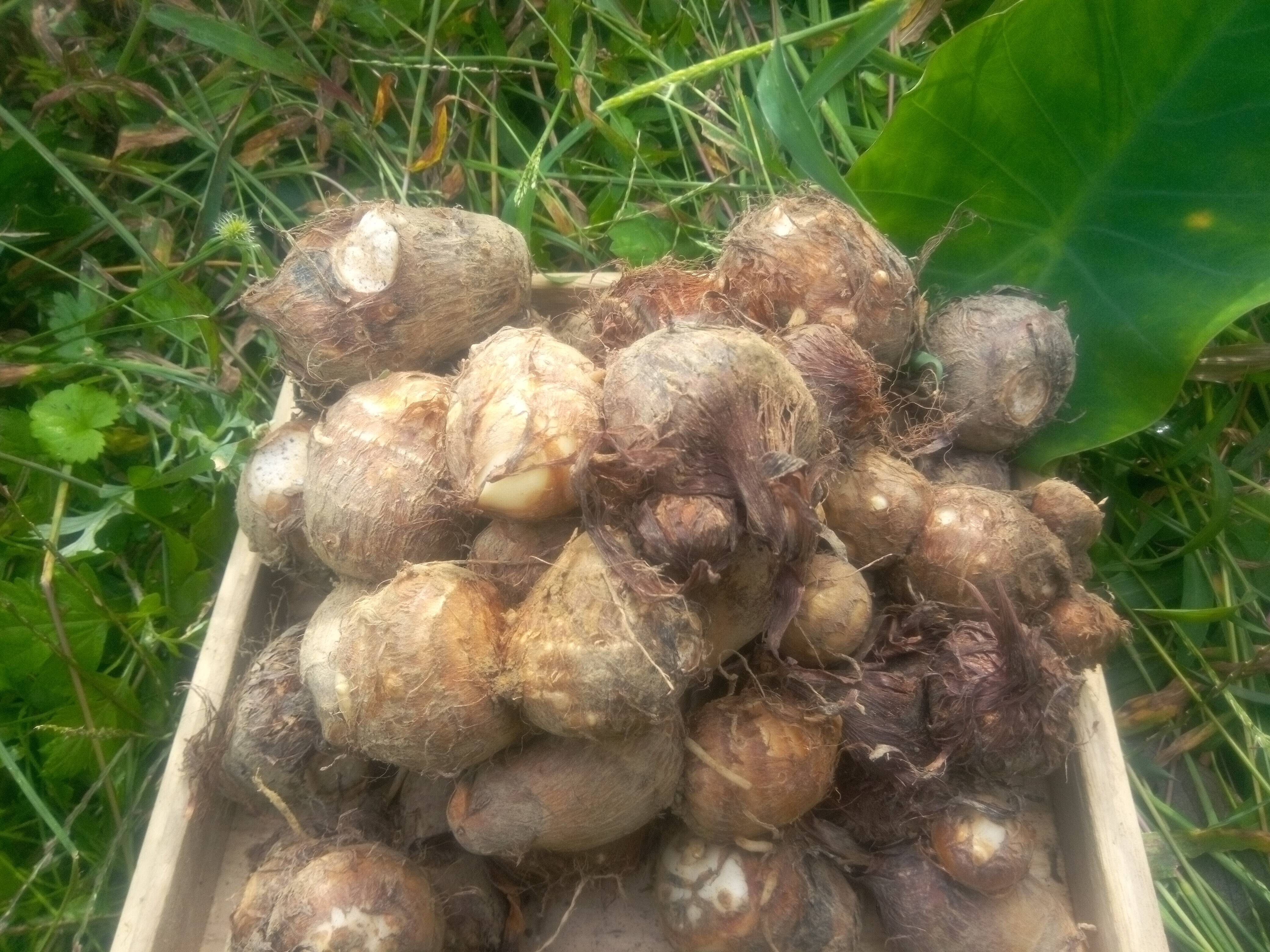 透き通る里芋 自然栽培 肥料農薬不使用、自家採種：和歌山県産のその他