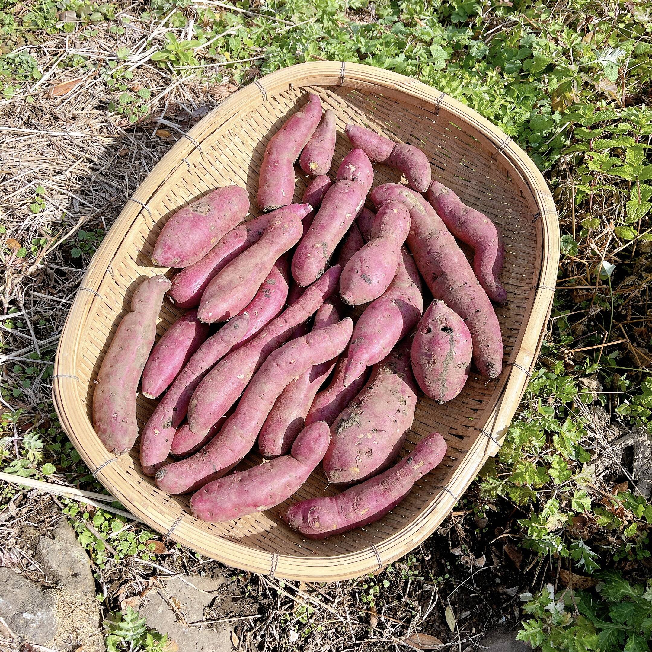 ◇絶品！南阿蘇村◇星ヶ峰農園の熟成紅はるか◇規格外品5㎏◇：熊本県産のさつまいも｜食べチョク｜産地直送(産直)お取り寄せ通販 -  農家・漁師から旬の食材を直送