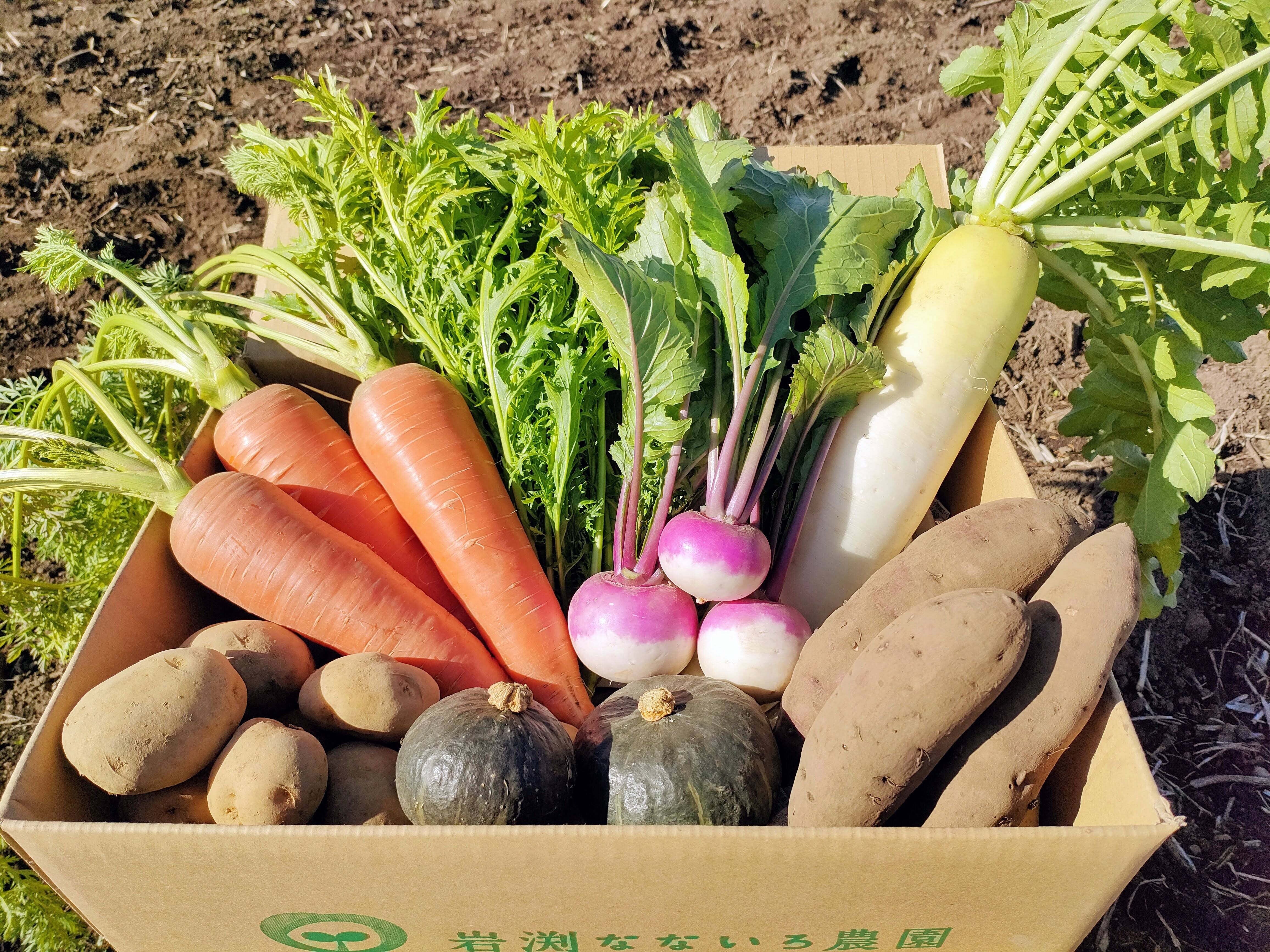 信州の高原より朝採れ新鮮野菜をお届け！！旬の野菜セット７種