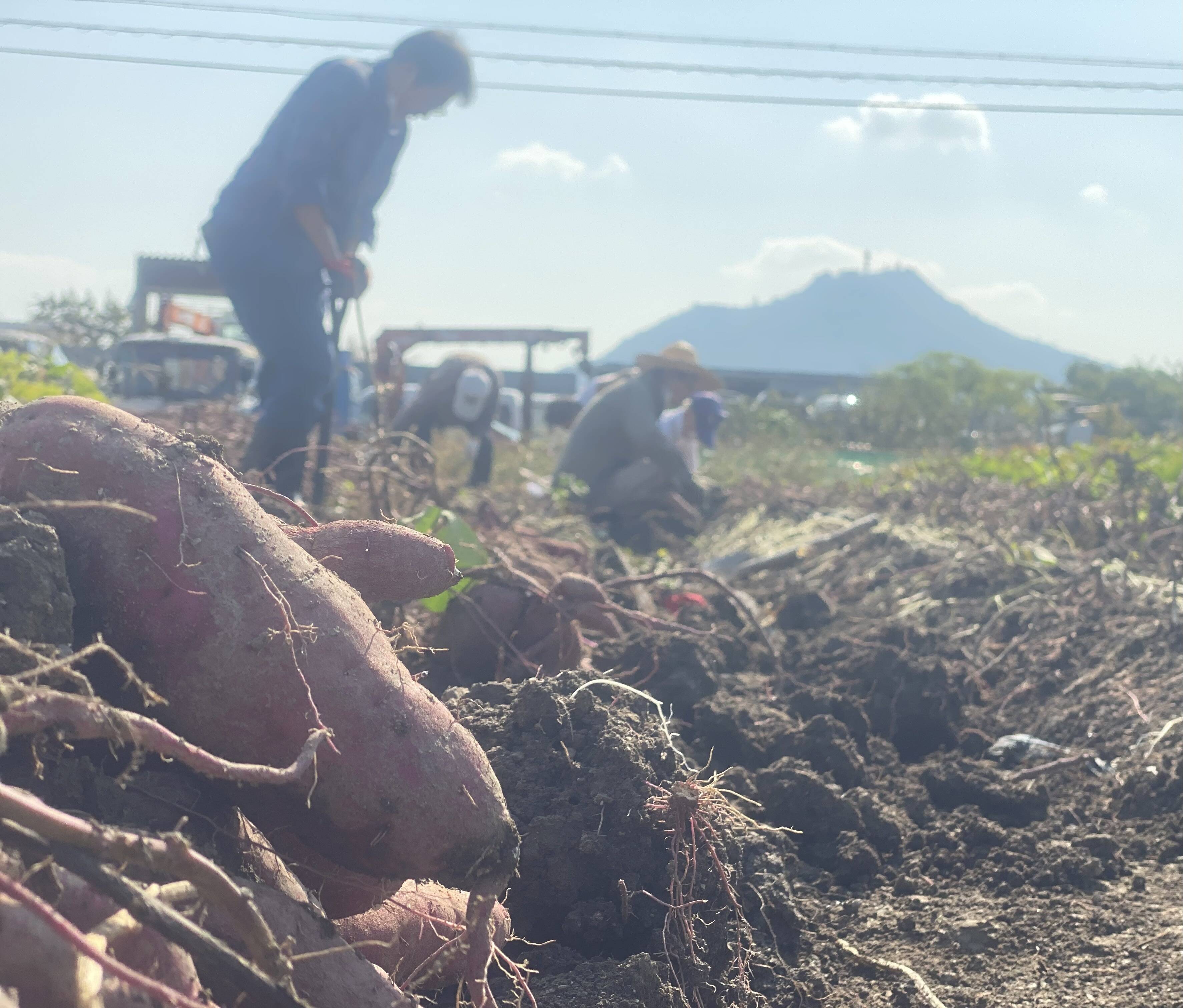 紅はるか（訳あり）10kg 完熟芋 茨城県農家直送