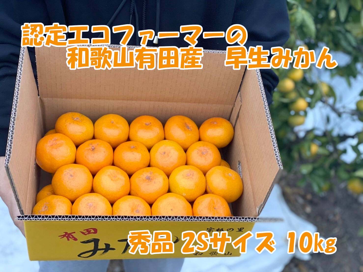 秀品・2Sサイズ】和歌山有田産！早生みかん≪10㎏≫：和歌山県産の