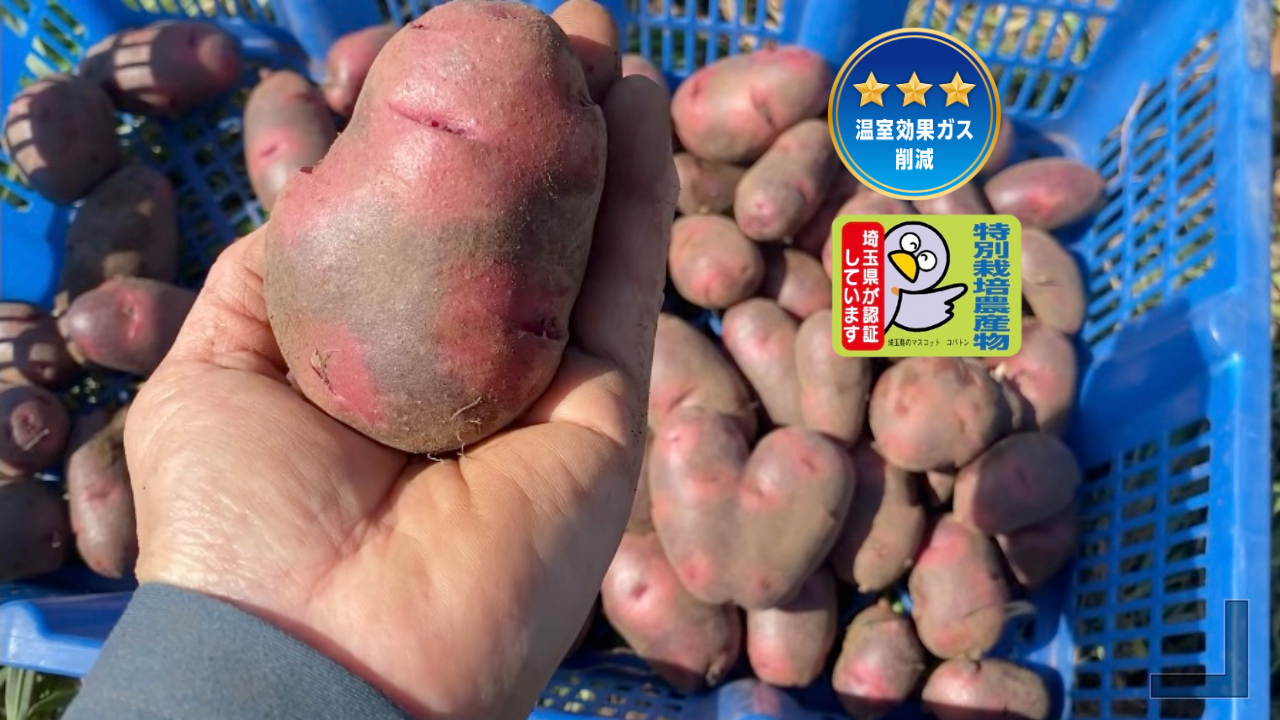 自然栽培🍀固定種グランドペチカ1kg】毎年種芋を繋いでいます🥔栗や