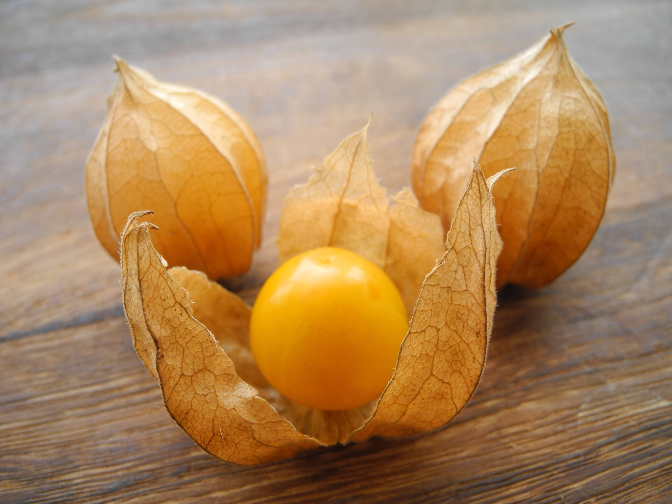 食用ほおずき　オレンジチェリー（ゴールデンベリー）　小粒　約４０個　八ヶ岳高原産