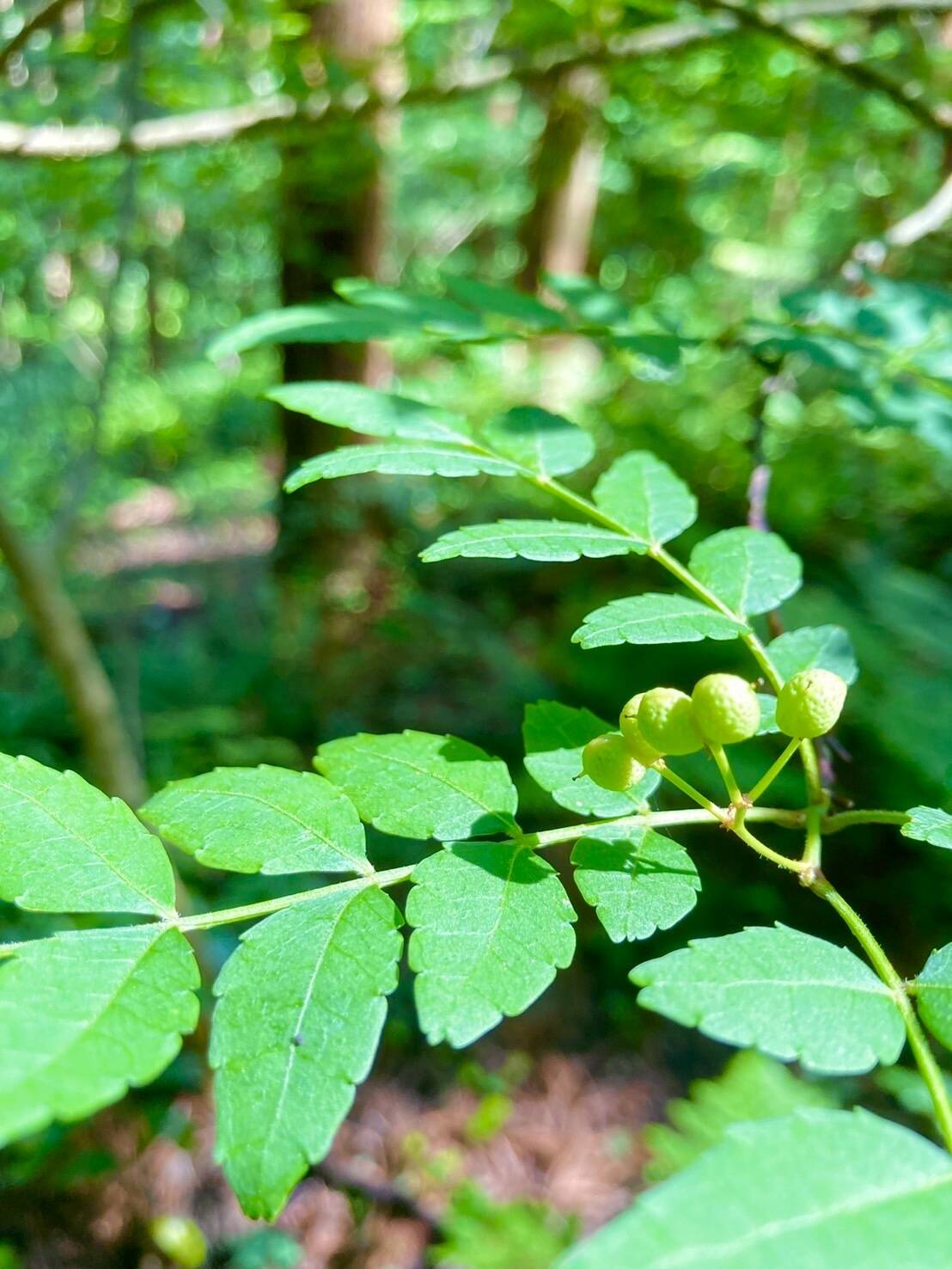 採れたて】天然実山椒(山椒の実) 100g：山形県産の実山椒｜食べチョク