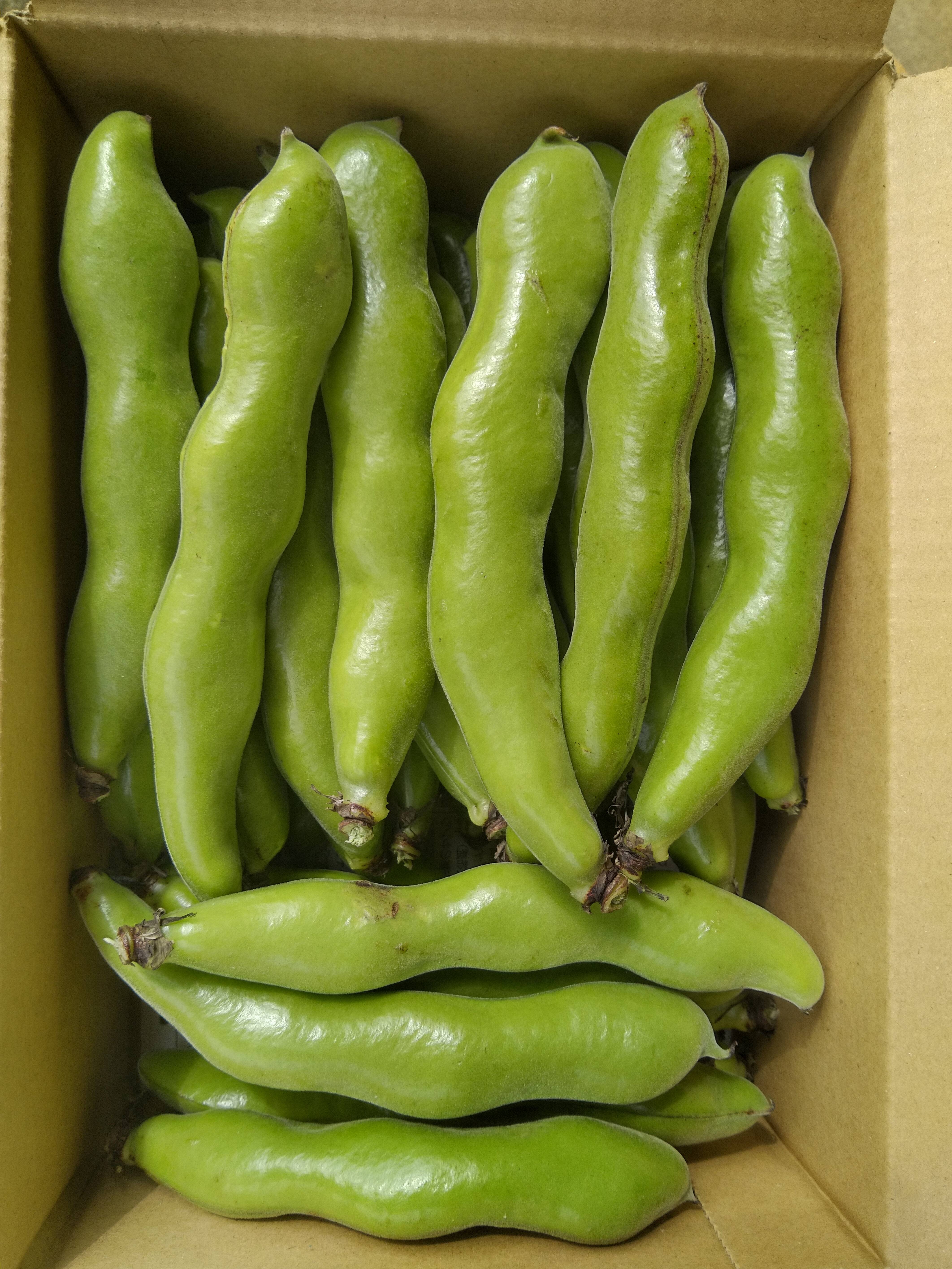 南国の春をご家庭で！鹿児島県指宿市『寒甘豆®️』(いぶすき陵西)約2kg