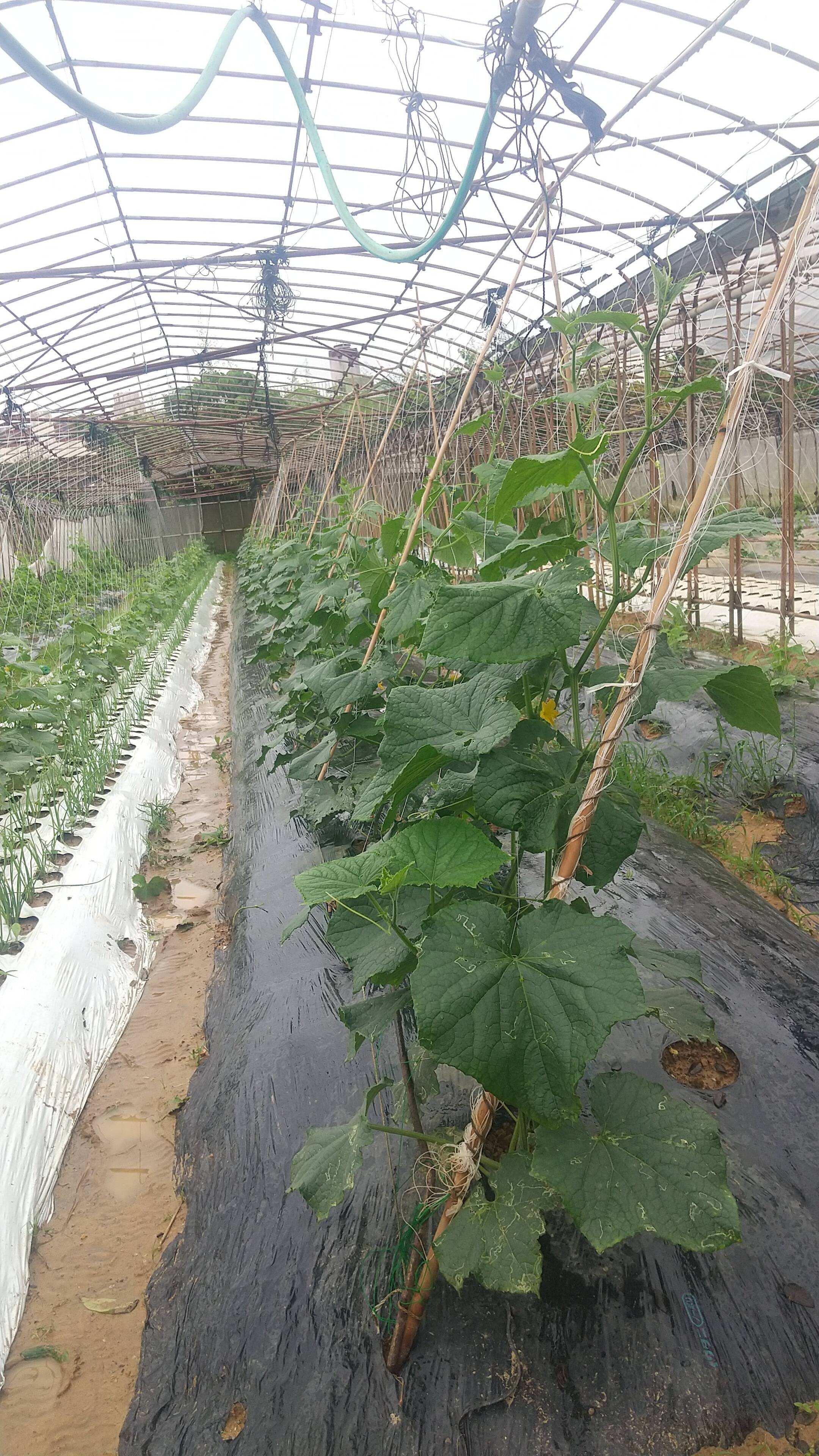 和みファームへのレビュー・商品：沖縄県｜食べチョク｜産地直送(産直
