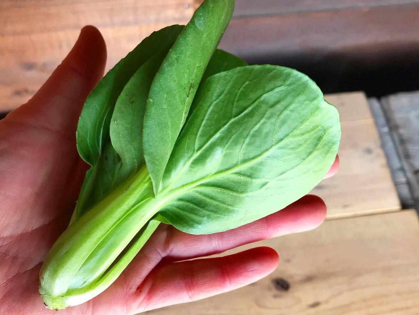 小さめの野菜もいいですよ「ミニチンゲン菜」|食べチョク|産地 小さめの野菜もいいですよ「ミニチンゲン菜」|食べチョク|産地