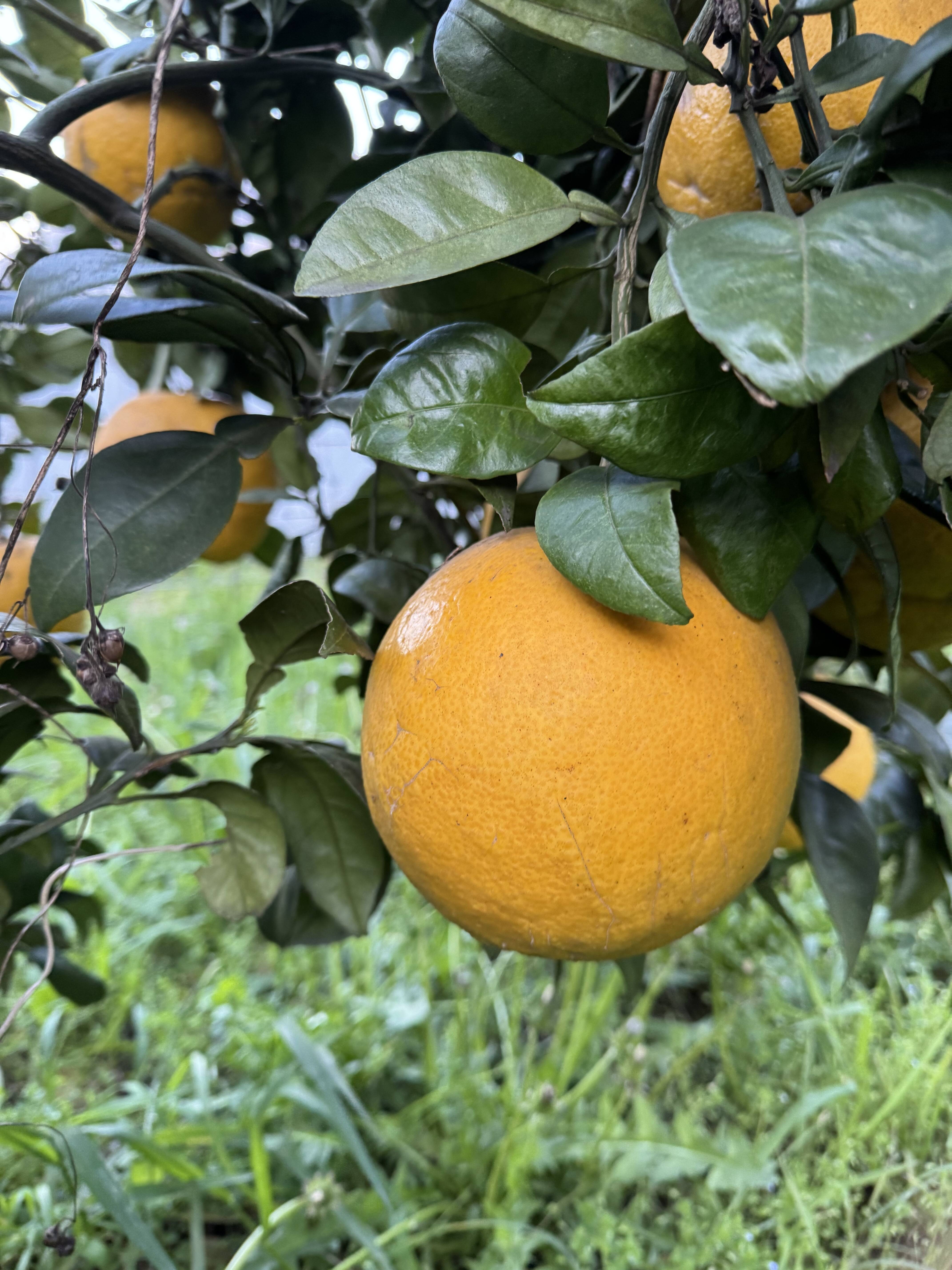チャンドラポメロ、安政柑の詰め合わせセット：広島県産の果物｜食べ