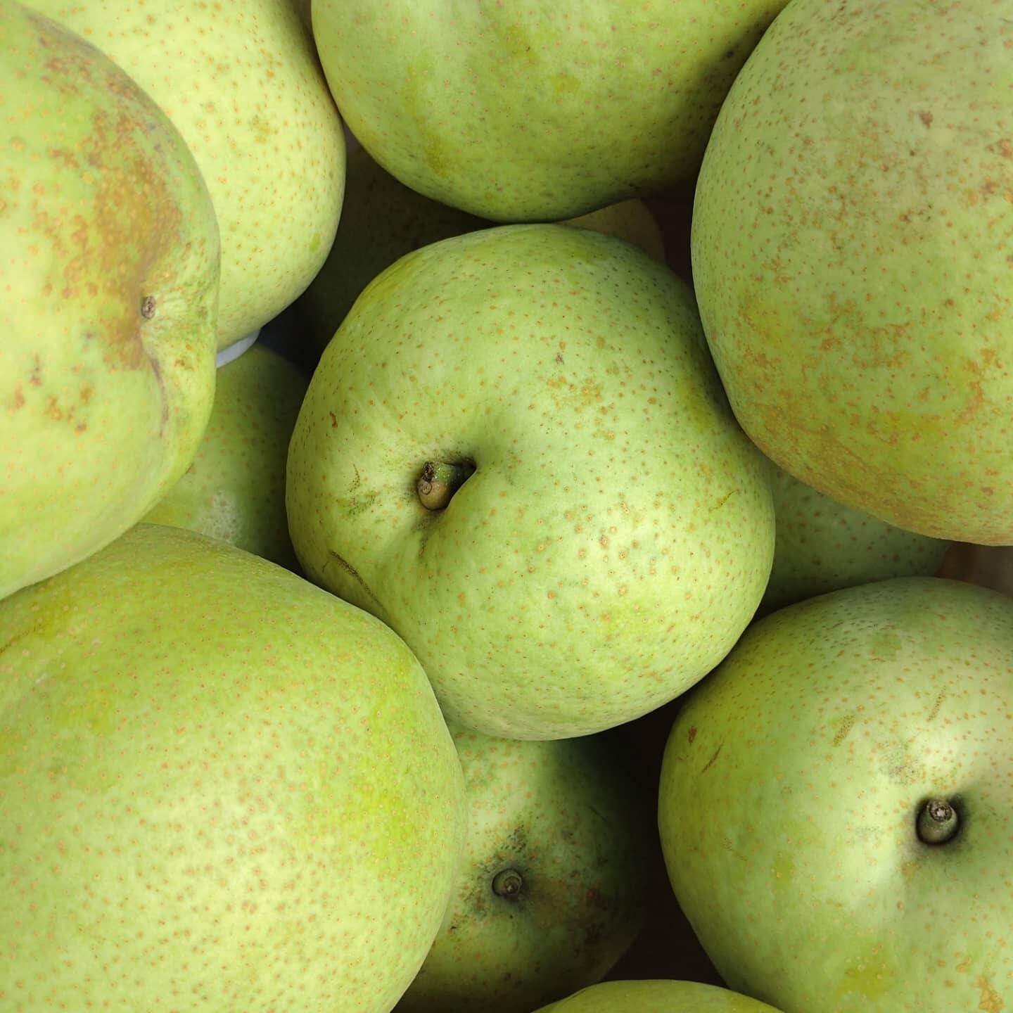 シャキっと！フルーティー幻の梨かおり【PREMIUM】5kg5個〜8個入：千葉