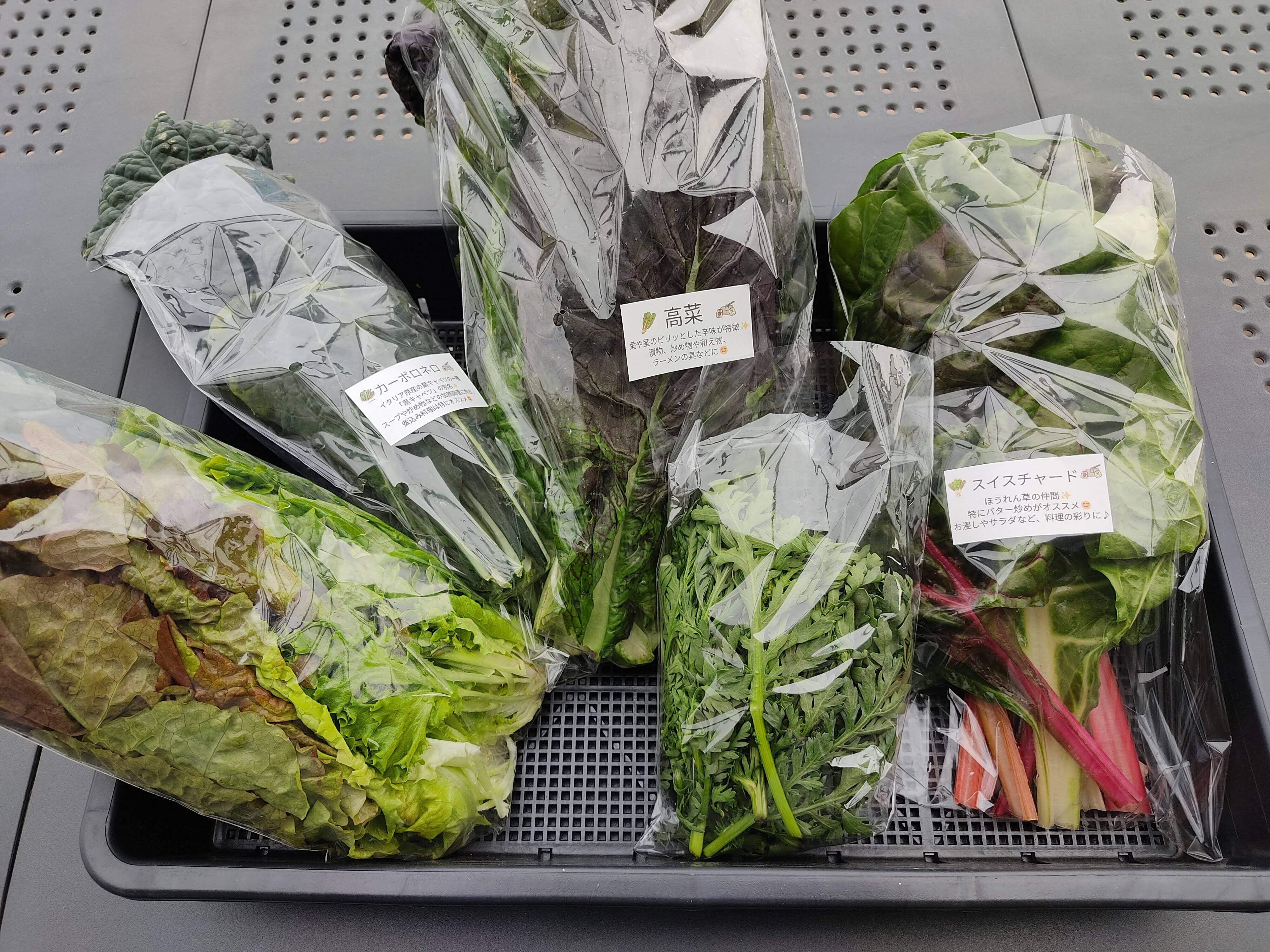 【箱数限定価格】農薬不使用 化学肥料不使用 野菜詰め合わせ 野菜セット 夏野菜 ✨【宝探しBOX】畑の「もったいない」を詰め合わせ！もったいないを