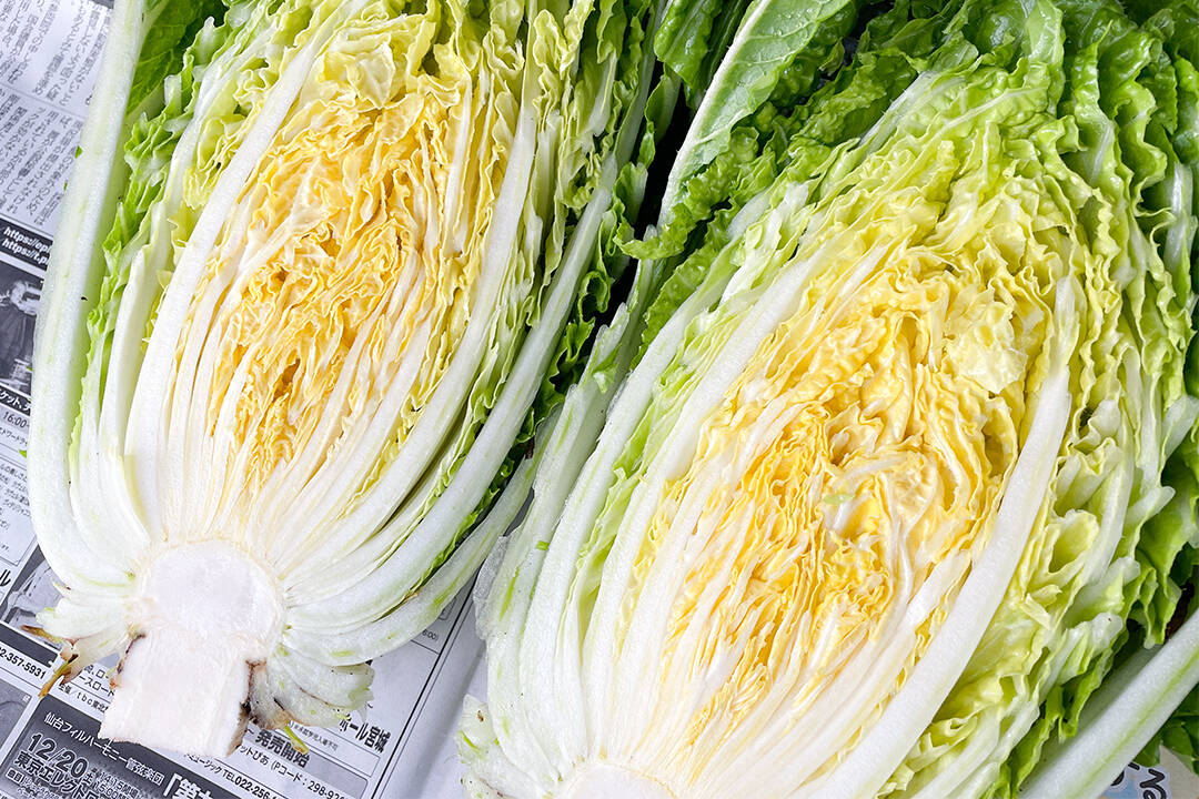 自然栽培白菜×激辛唐辛子】おうちで手作りキムチセット 産地直送 栽培