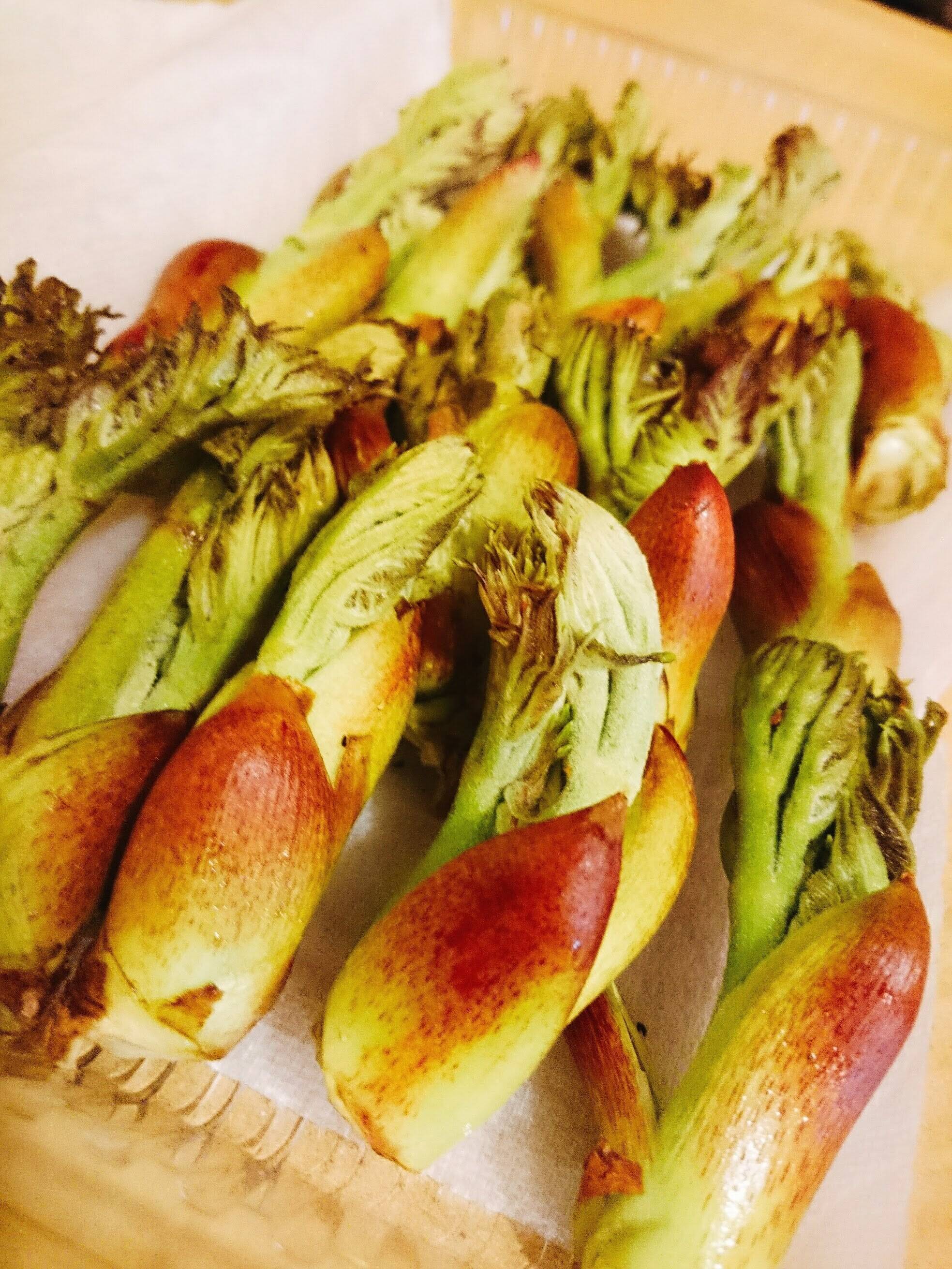 お徳用 タラの芽 新潟県産 600g たらの芽タラの芽タラノメ】