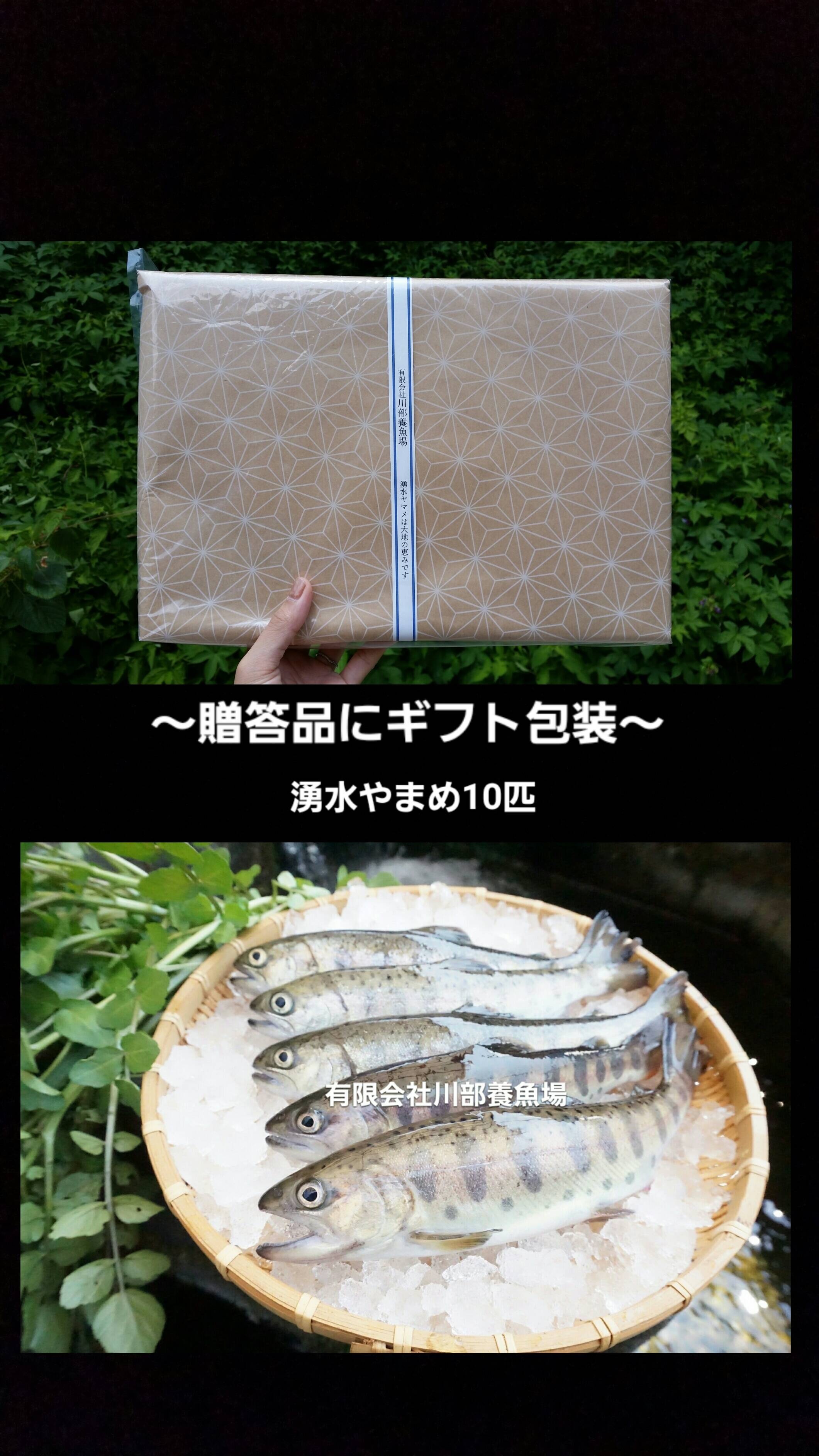 贈答品用 阿蘇から届く まぼろしの魚 かわべの湧水やまめ 10匹 熊本県産 食べチョク 農家 漁師の産直ネット通販 旬の食材を生産者直送