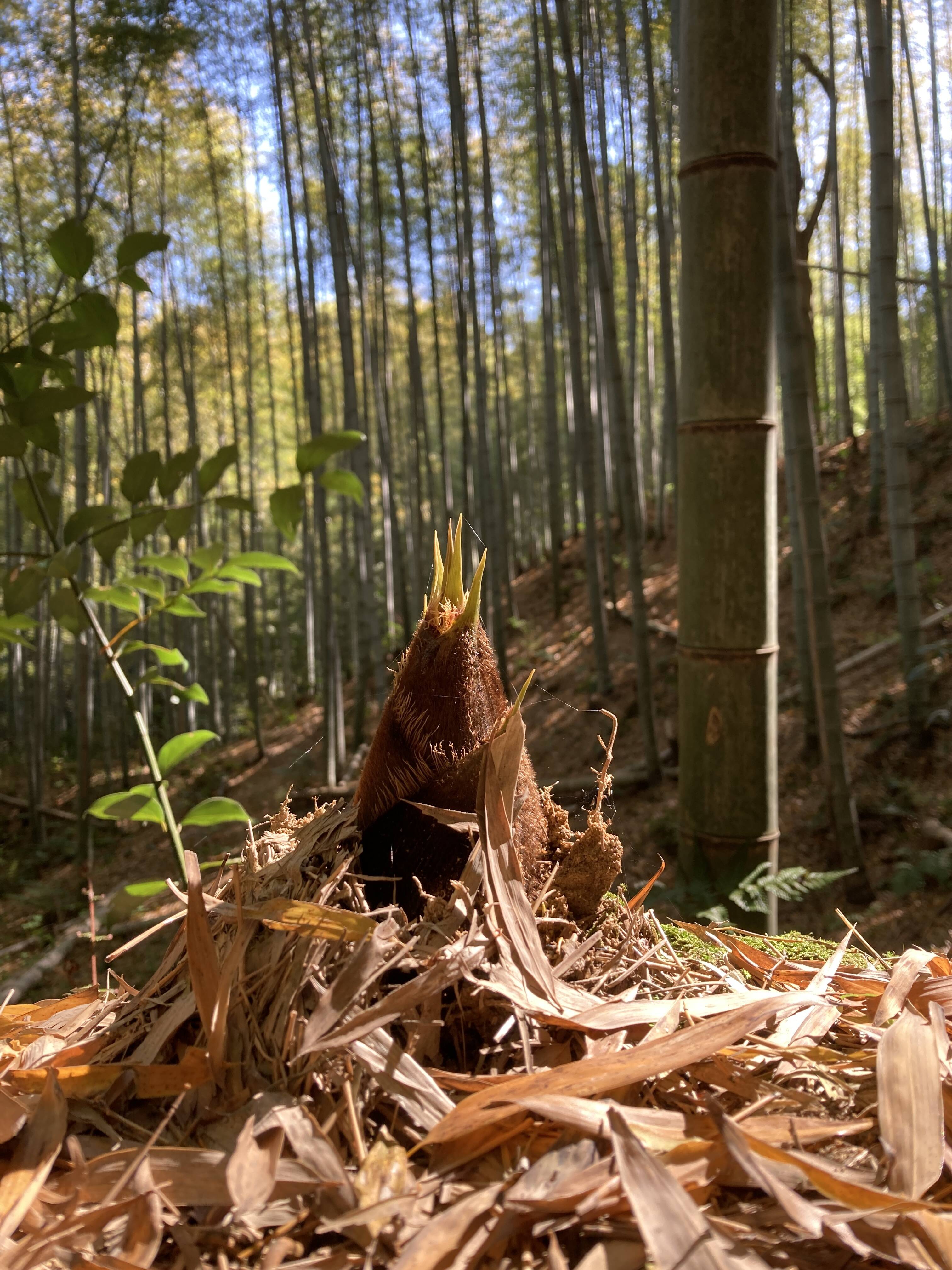 d_bambooshoot04_ph.jpg