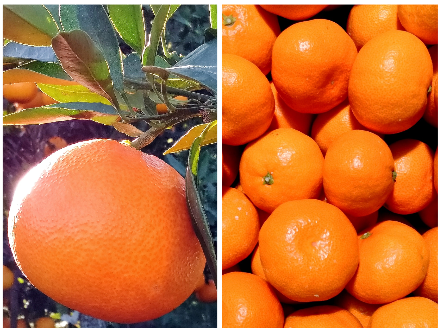 福袋】まどんな1.5kgと愛媛みかん2kg(合計3.5kg) 食べ比べセット