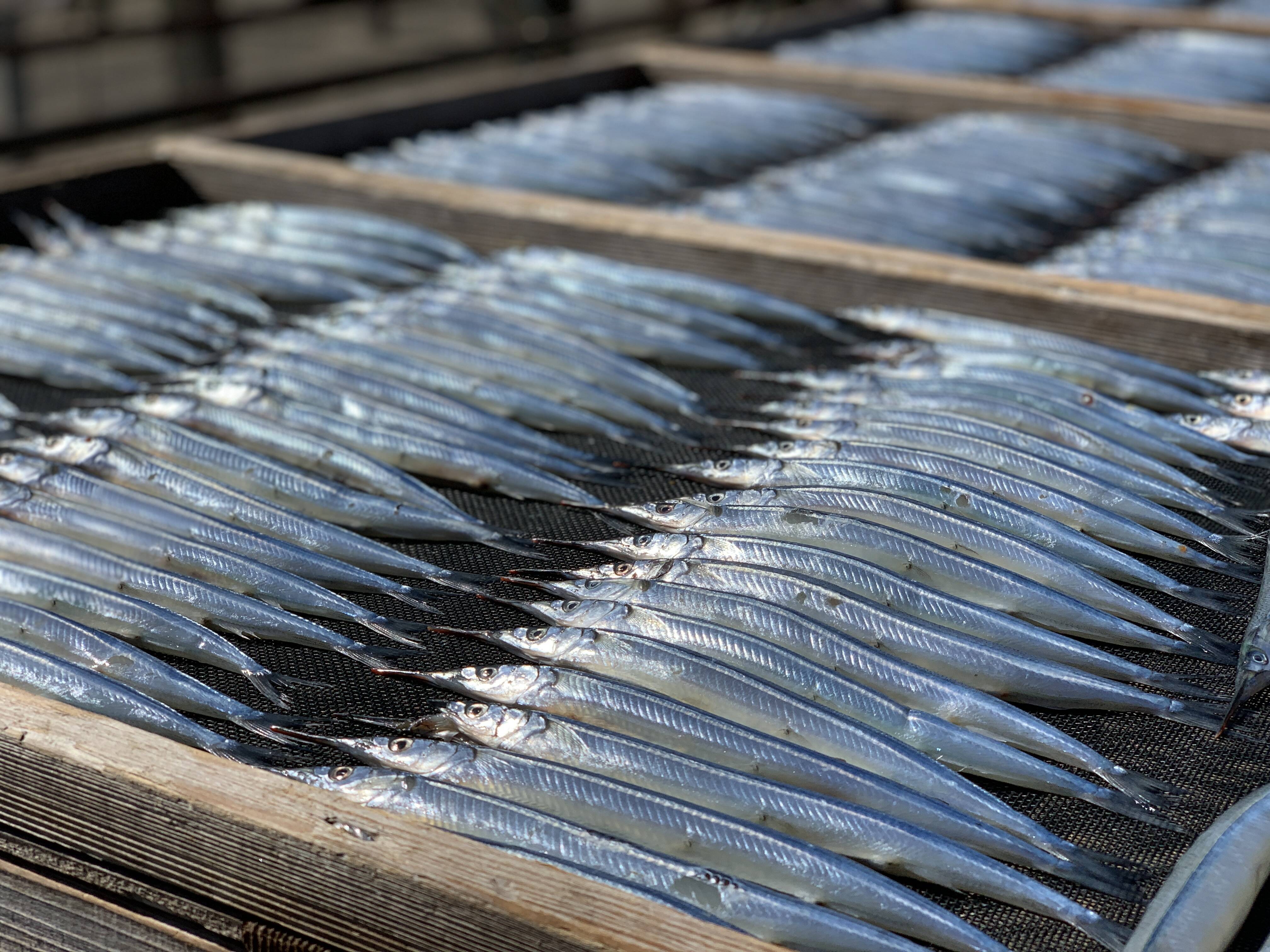 丸干し三種 さより メヒカリ 真イワシの食べ比べセット 千葉県産の魚 食べチョク 産地直送 産直 お取り寄せ通販 農家 漁師から旬の食材を直送