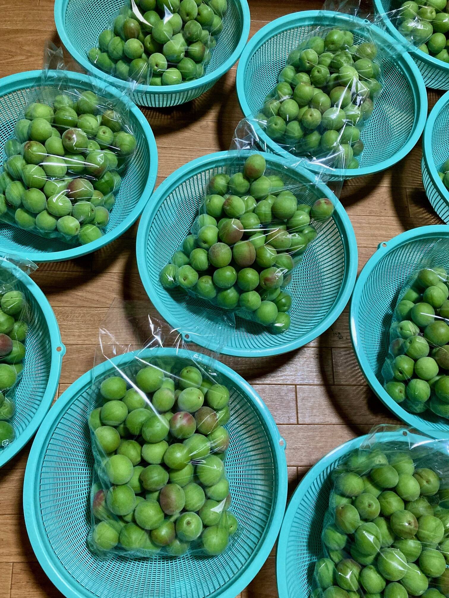 青梅の収穫・出荷状況、熟小梅の販売について｜食べチョク｜産地直送