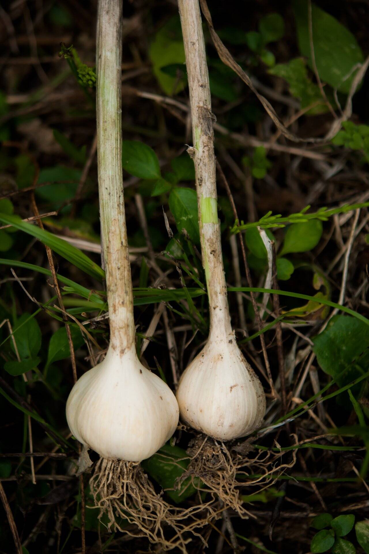 Natural farming 自然栽培 ニンニク ジャガイモ 食養生 Natural farming 自然栽培 ニンニク ジャガイモ 食養生 - メルカリ