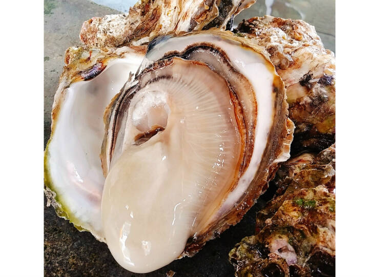 岩牡蠣　殻付き300g〜500g 9個入り一箱2.7kg以上