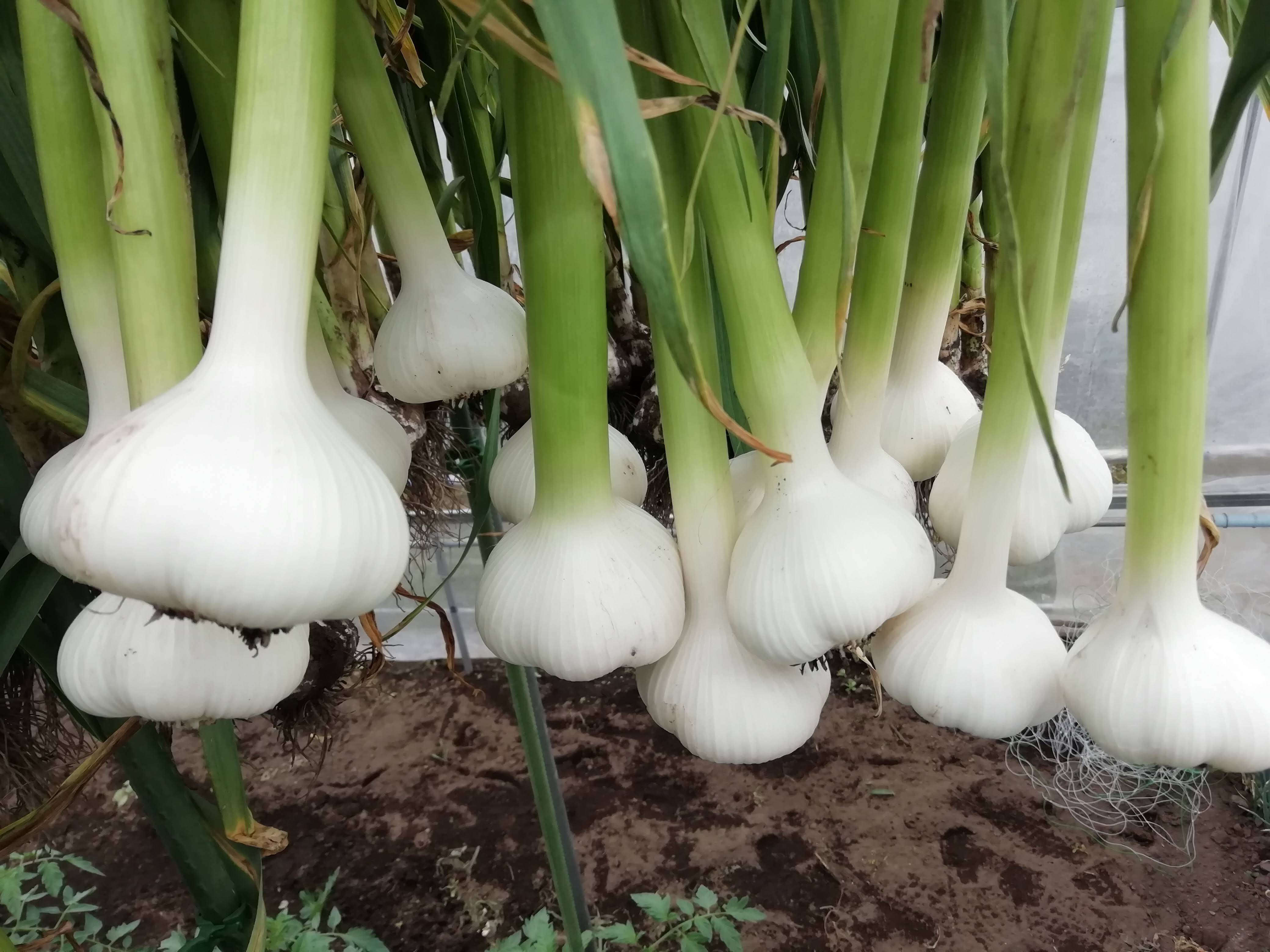 生にんにく 掘りたて】みずみずしさ凝縮 （2kg）おいしさ・ぎゅっと