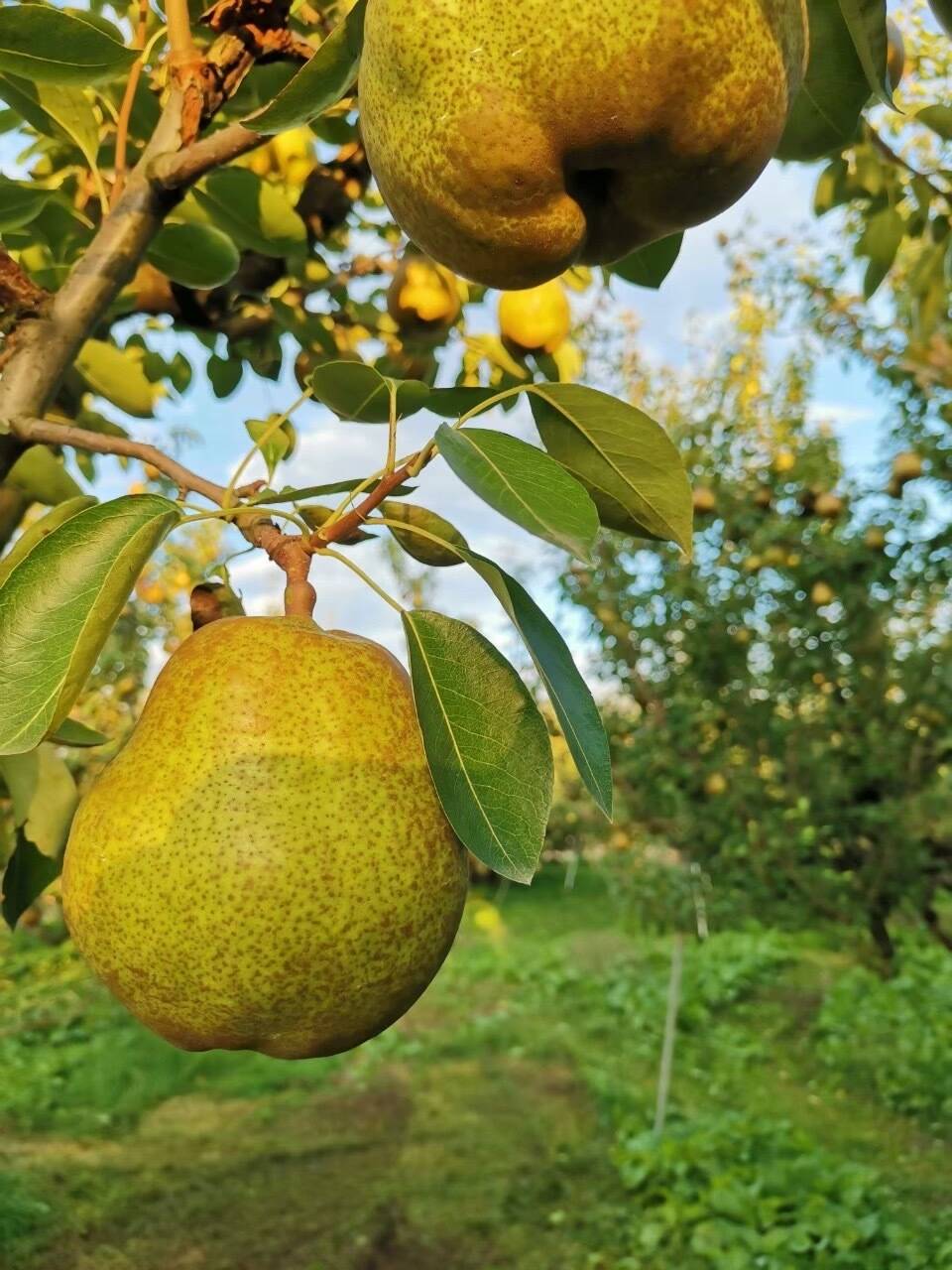⒠ 山形県産【かたい】摘果 ラフランス 箱込 20㎏ □山形県産