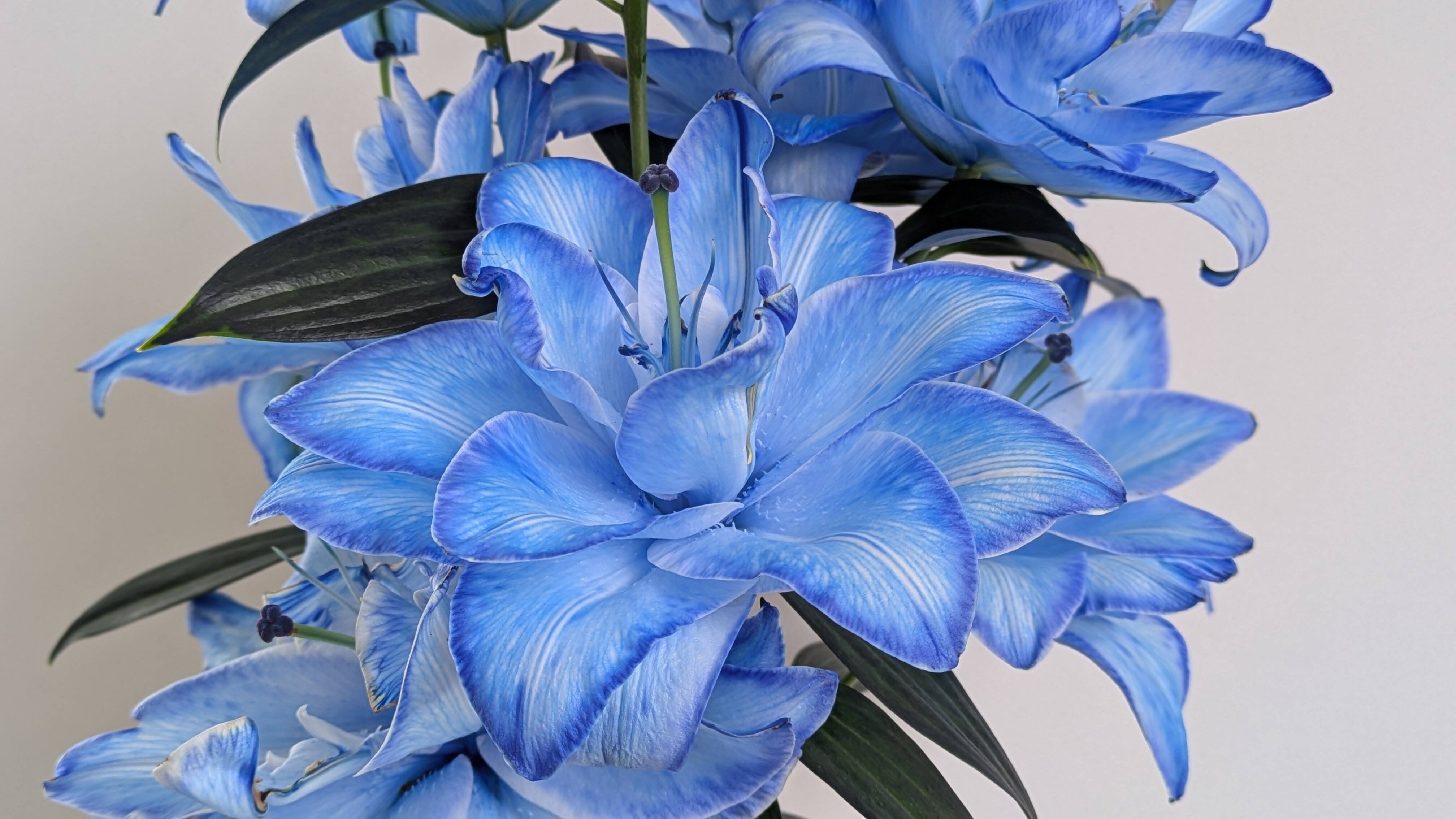 ブルーリリー（染ゆり） ユリ切り花 八重咲き3本 珍しい色染めのゆり