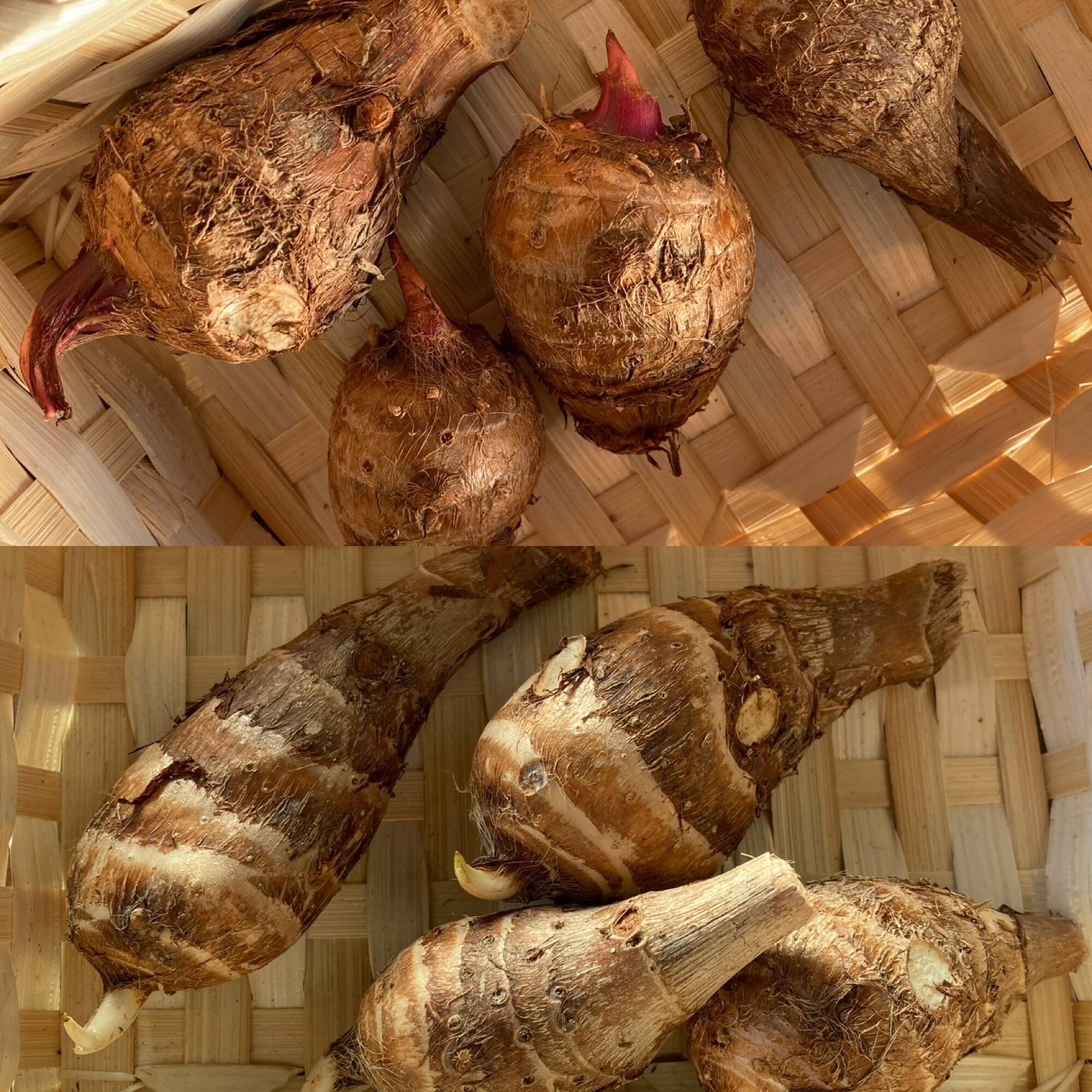 茨城県産 さといも 里芋 サトイモ 農薬不使用 約1.3kg（箱込）