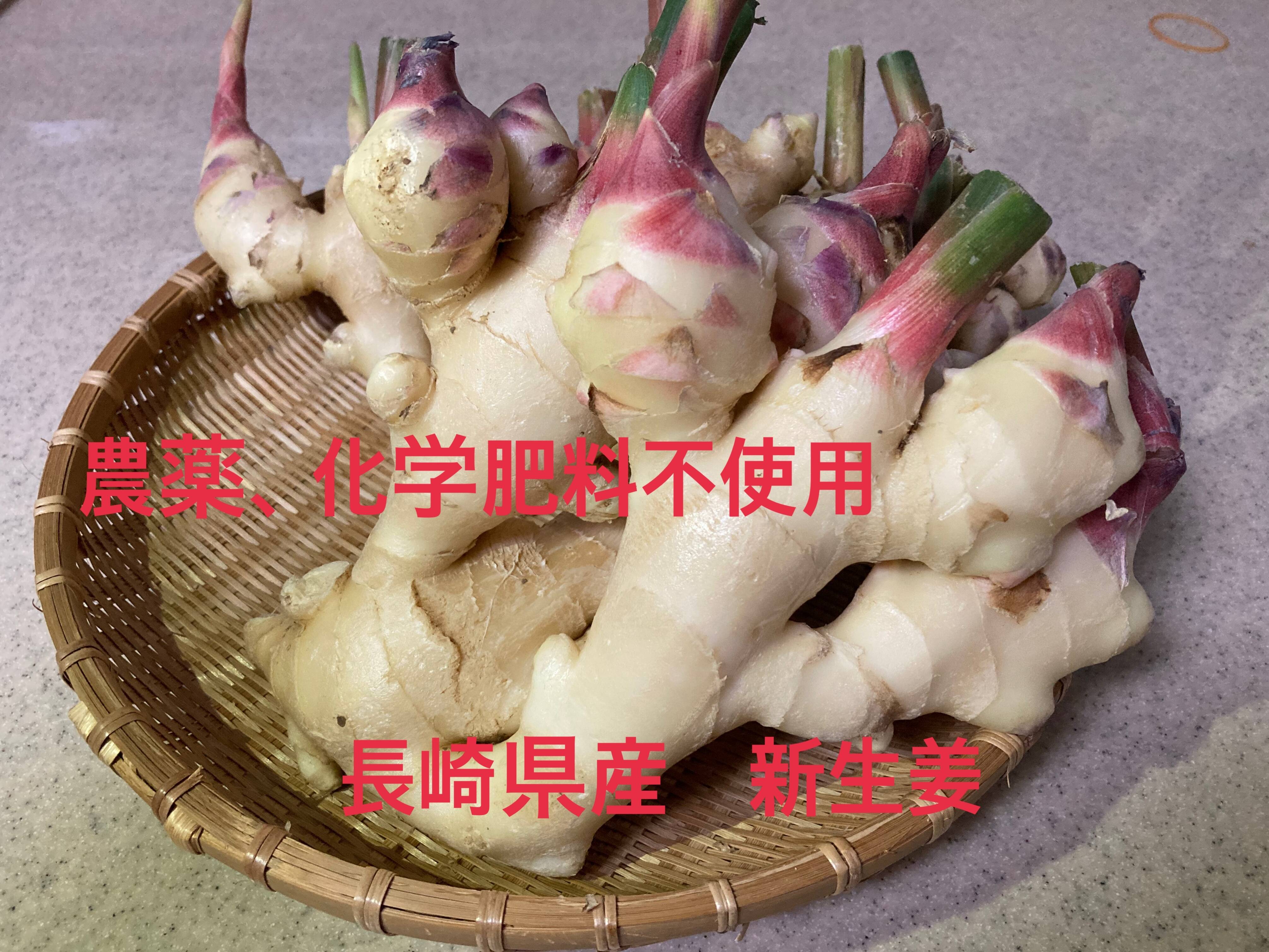 古根生姜 農薬・肥料不使用 露地栽培 熊本県産 5kg