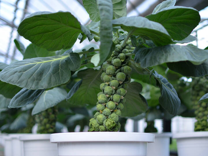 栽培体験 芽キャベツを鉢植えで育ててみませんか 10号鉢 栽培資料付き 予約販売 静岡県産 食べチョク 農家 漁師の産直ネット通販 旬の食材を生産者直送