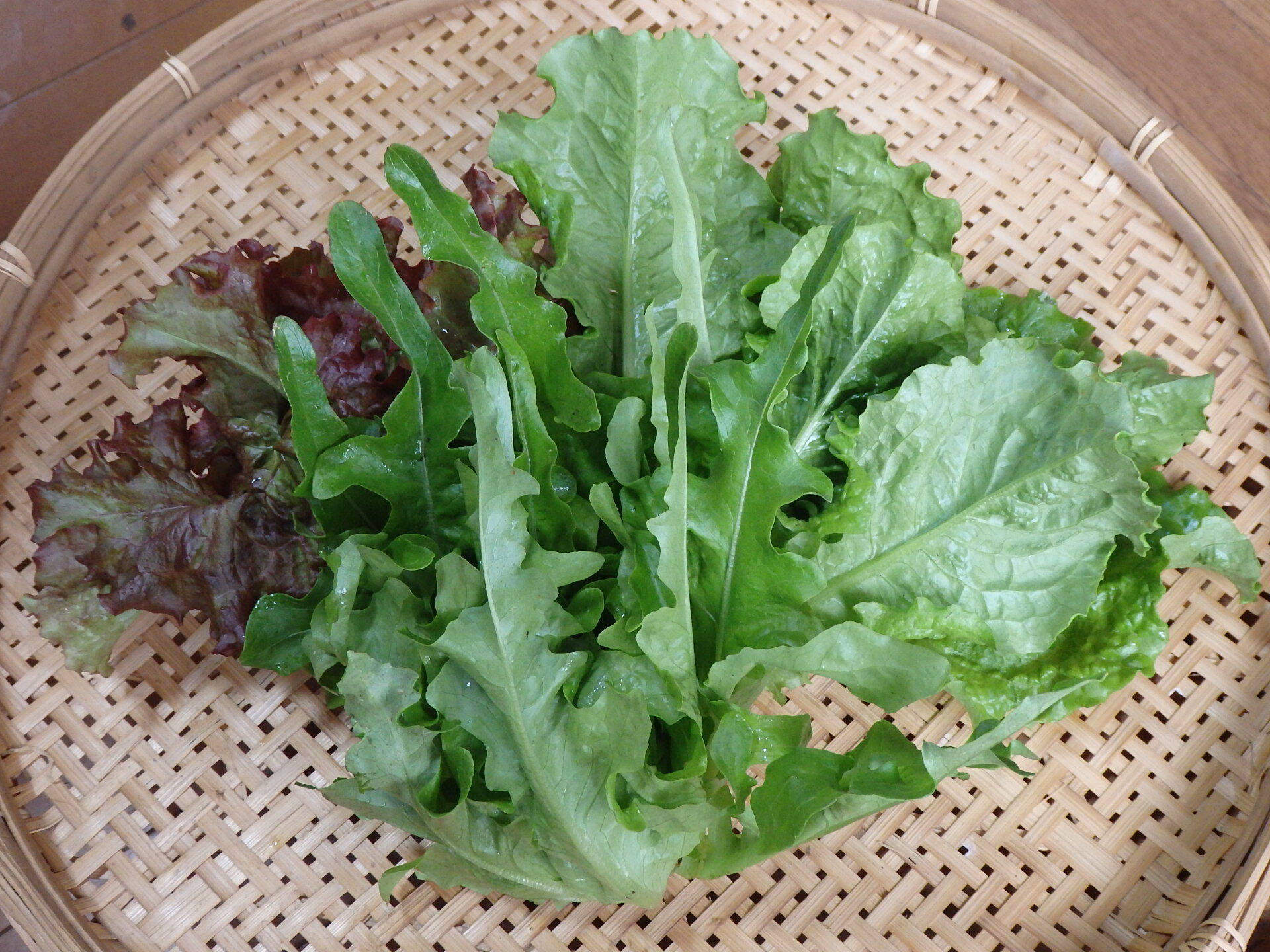 【自然栽培】リーフレタス：長野県産のその他レタス｜食べチョク｜産地直送(産直)お取り寄せ通販 農家・漁師から旬の食材を直送