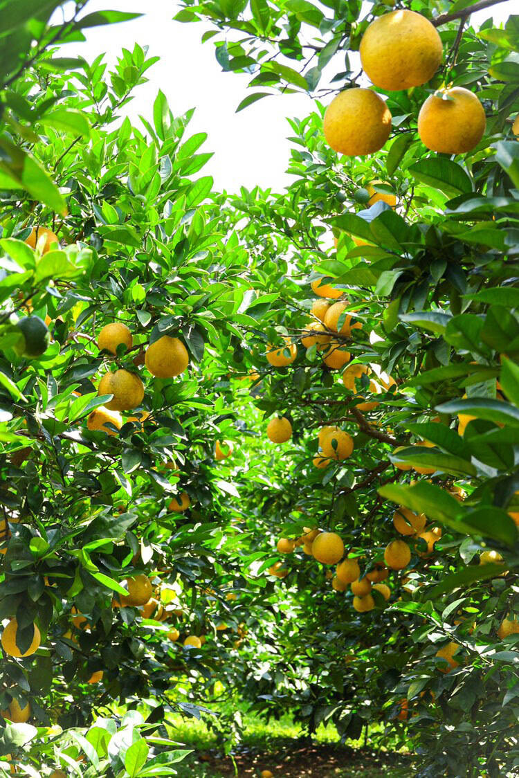 2025年河内晩柑!今なら10％増量中！！】爽やかジューシー果実！家庭用5