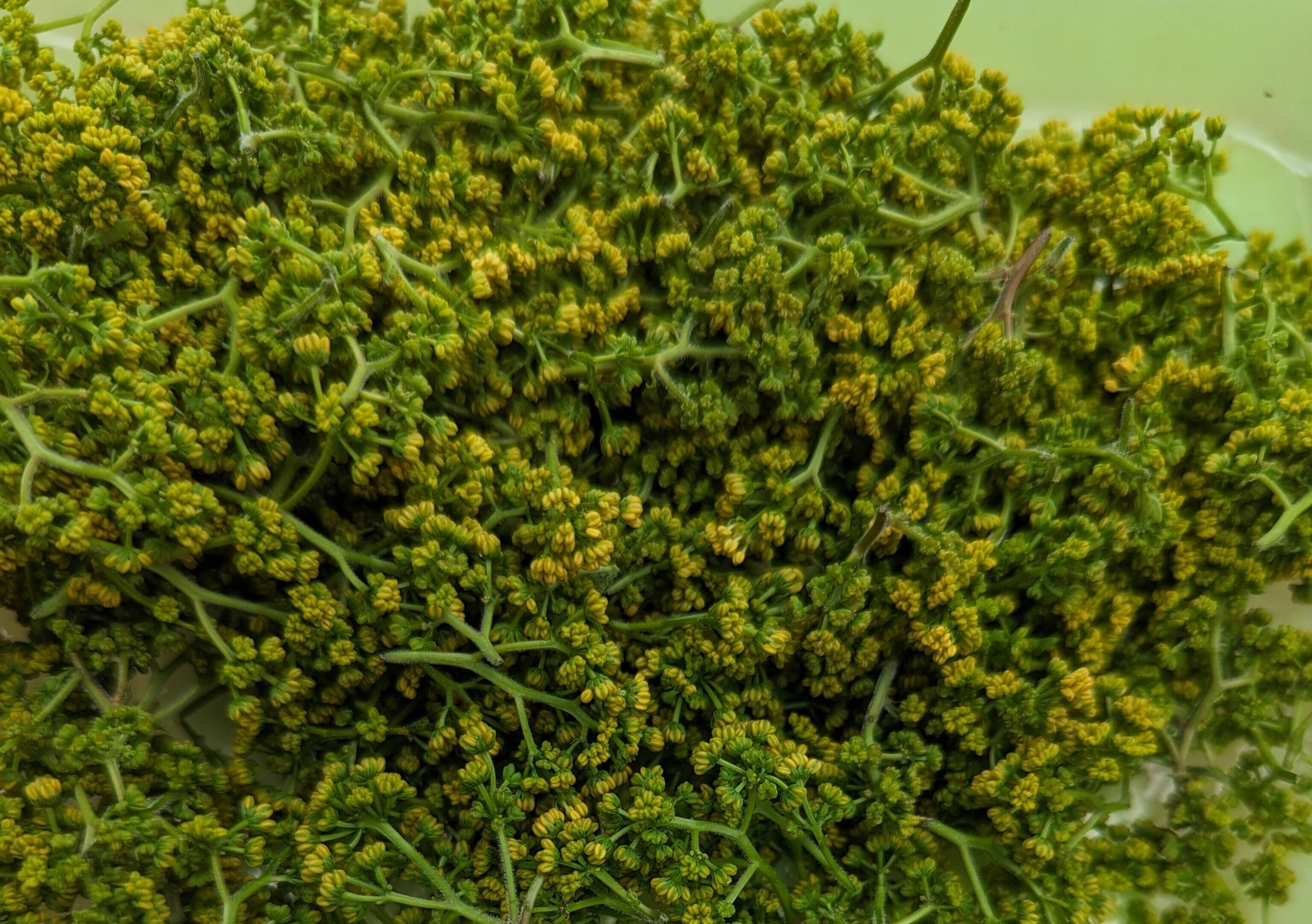 早くも終盤！ 雅な香り花山椒 50g：埼玉県産の花山椒｜食べチョク 