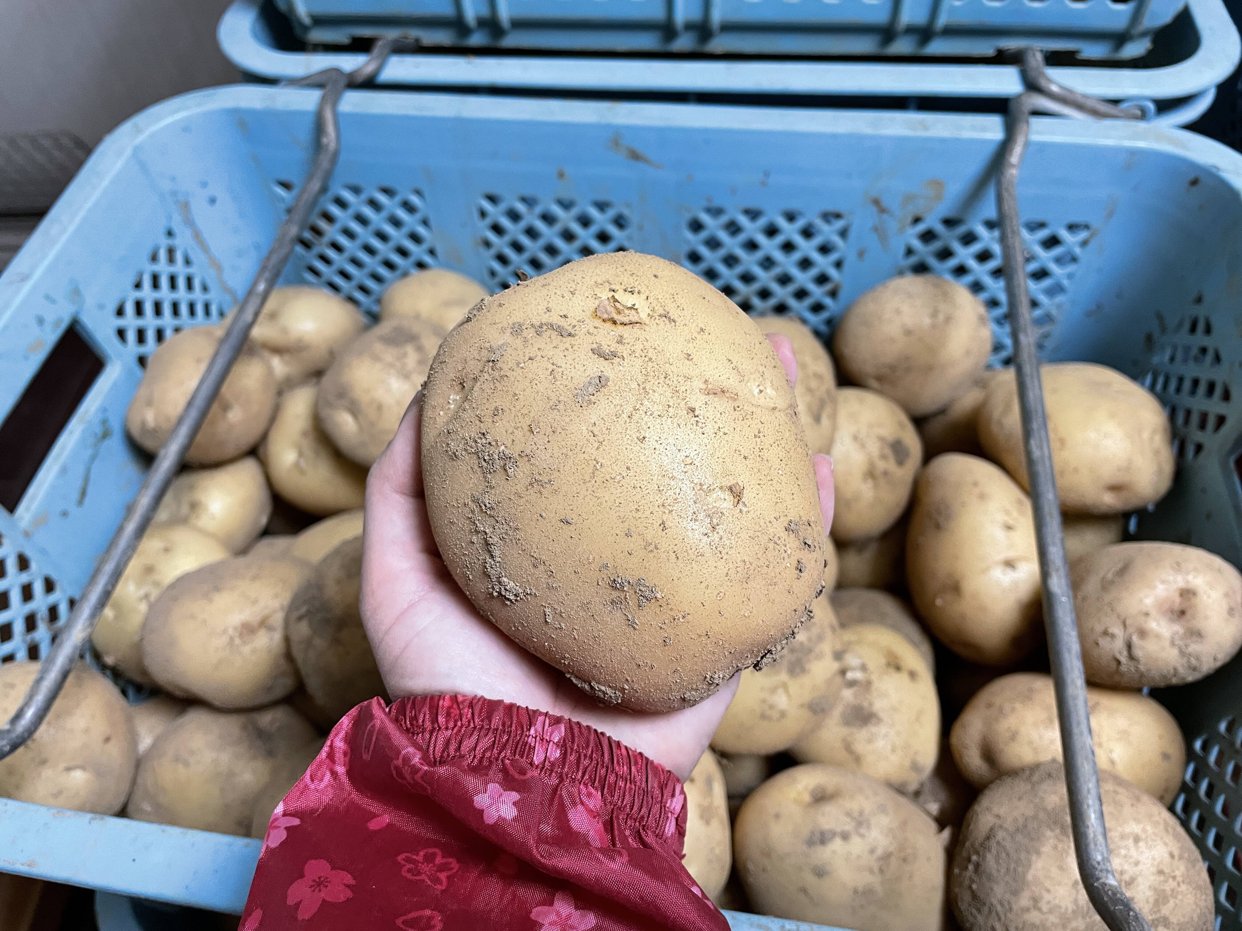 掘り立て！ほくほくの新じゃがいもビッグサイズ10キロ：鹿児島県産の