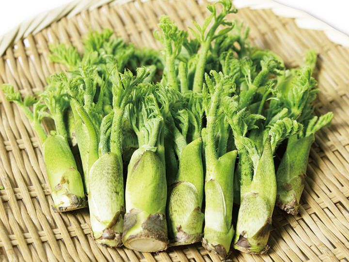 天然 タラの芽 採れたて発送 200g以上 4月25日(土)26日(日)いずれか 公式】 【産地直送】天然タラの芽 予定販売数500 (野菜・くだもの(産地